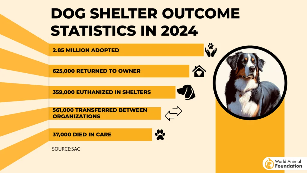 Dog Shelter Outcome Statistics
