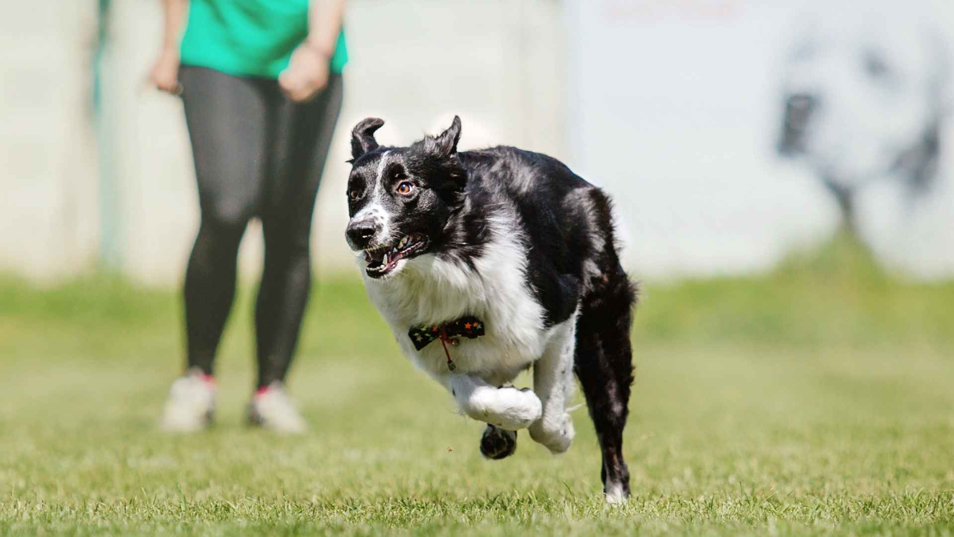 Fitness-Oriented Dog Breeds That Keep You Fit and Moving