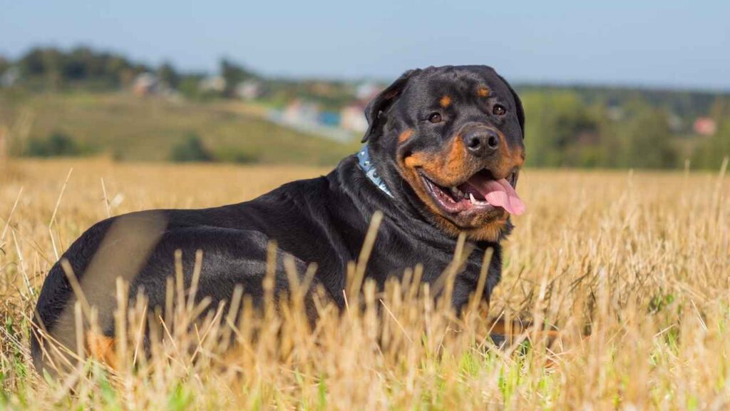 German Rottweiler