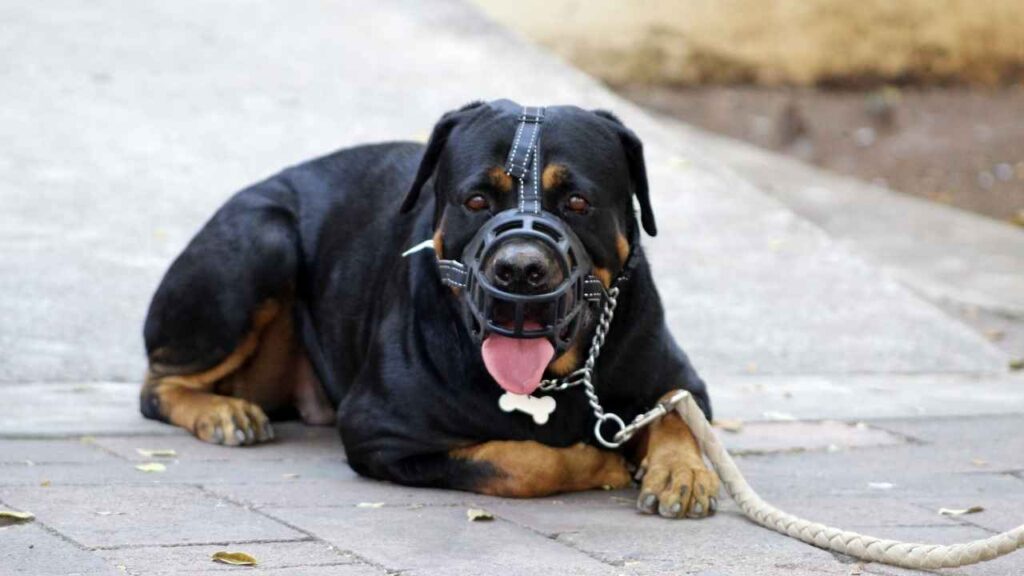 German Rottweiler