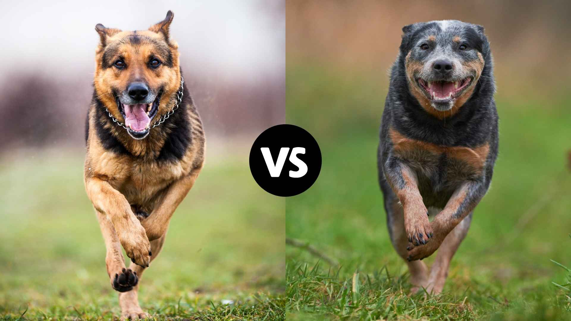 German Shepherd vs. Australian Cattle Dog: Which Working Pup Is Right for You?
