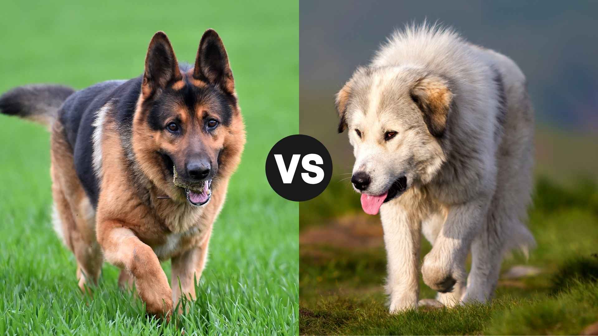 German Shepherd vs. Great Pyrenees: Which Breed Is Right for You?