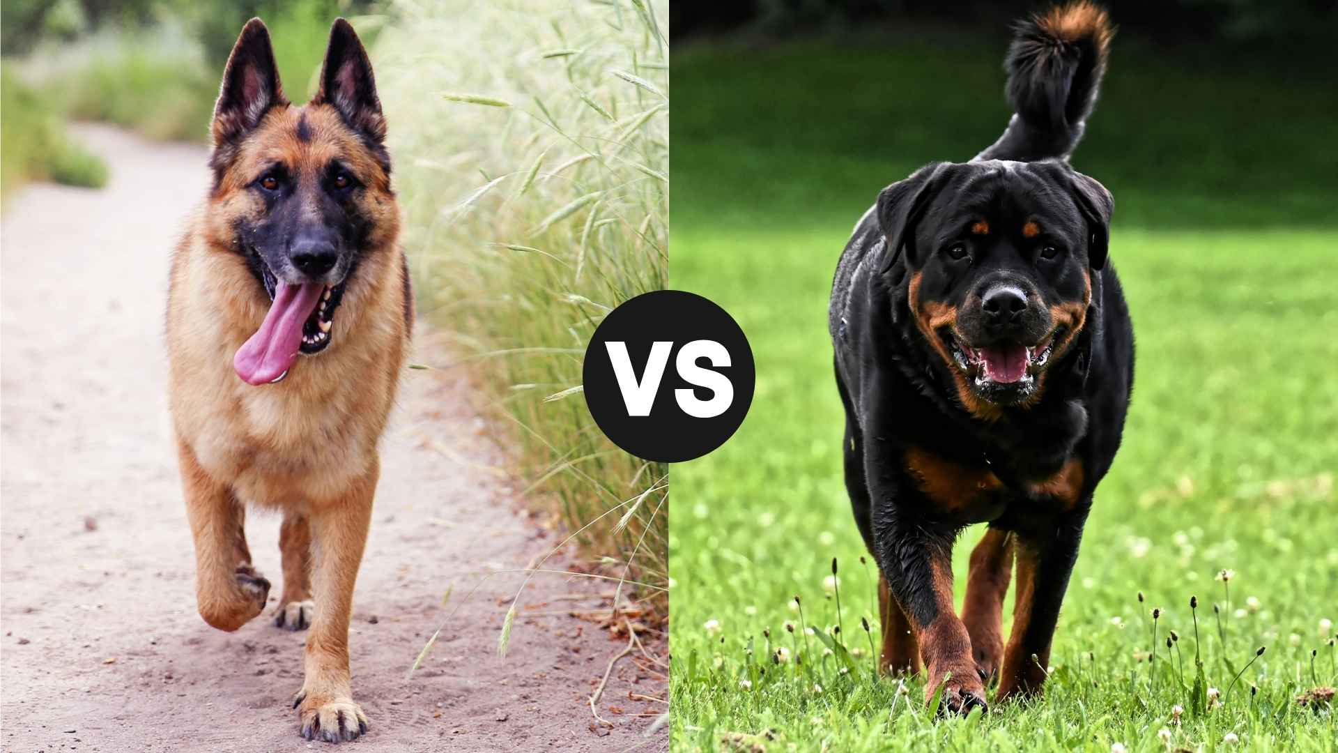 German Shepherd vs. Rottweiler: Which Dog Matches Your Lifestyle?