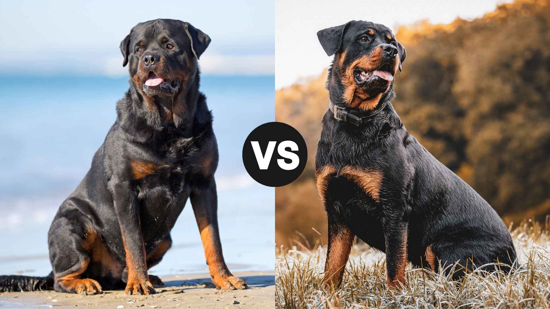 German vs. American Rottweilers: A Complete Comparison for Dog Lovers