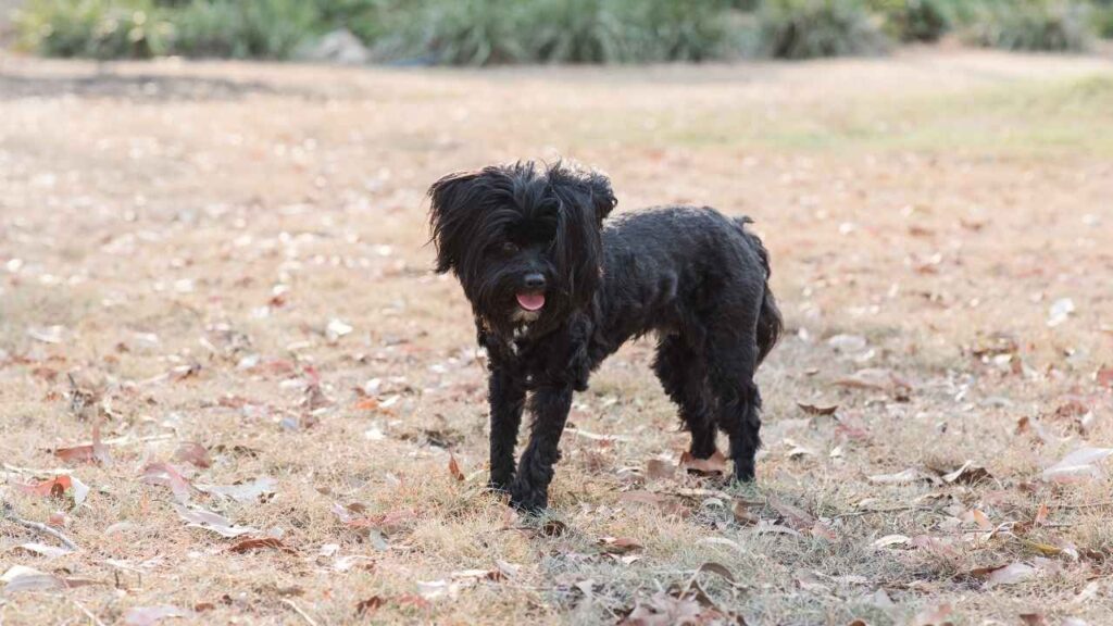 Lhasapoo