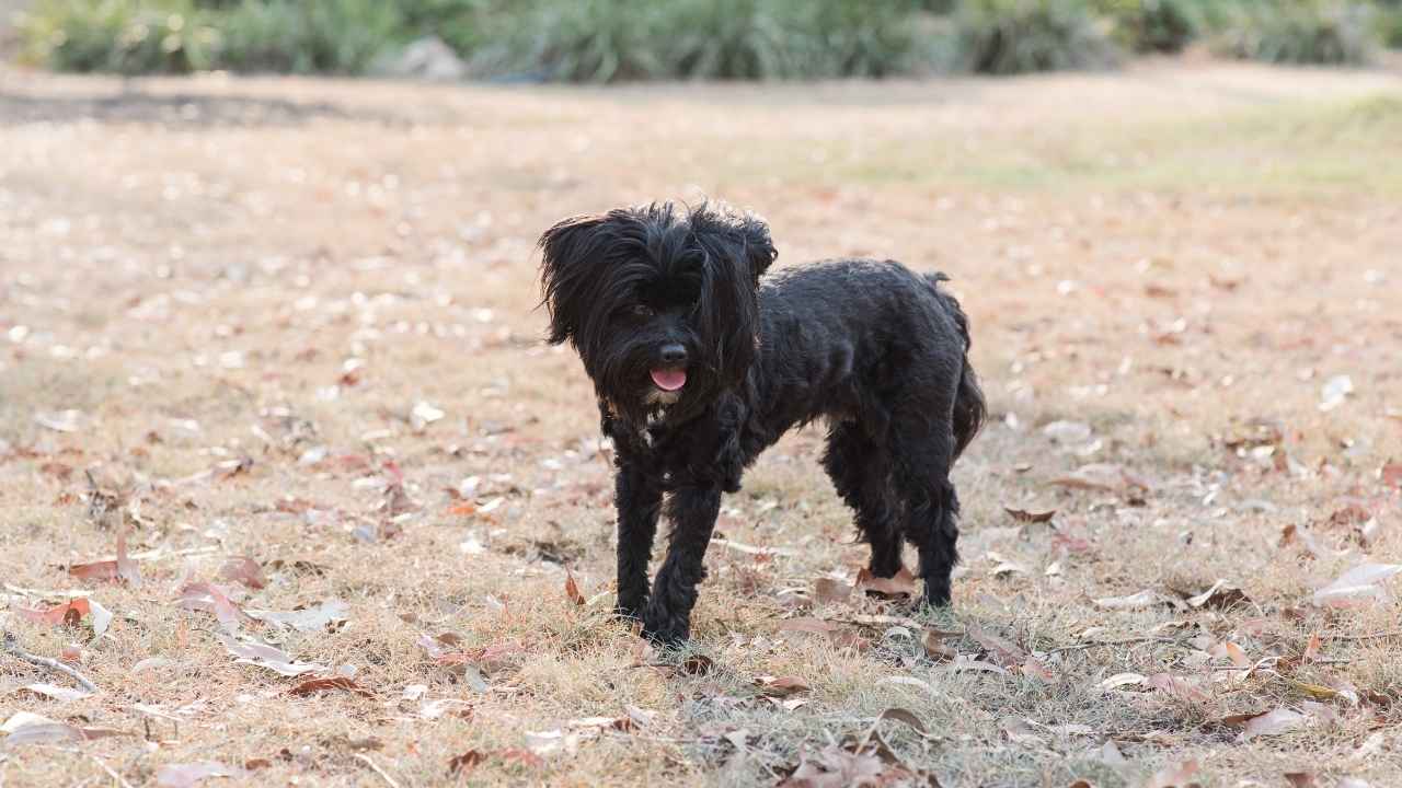 Lhasa Apso