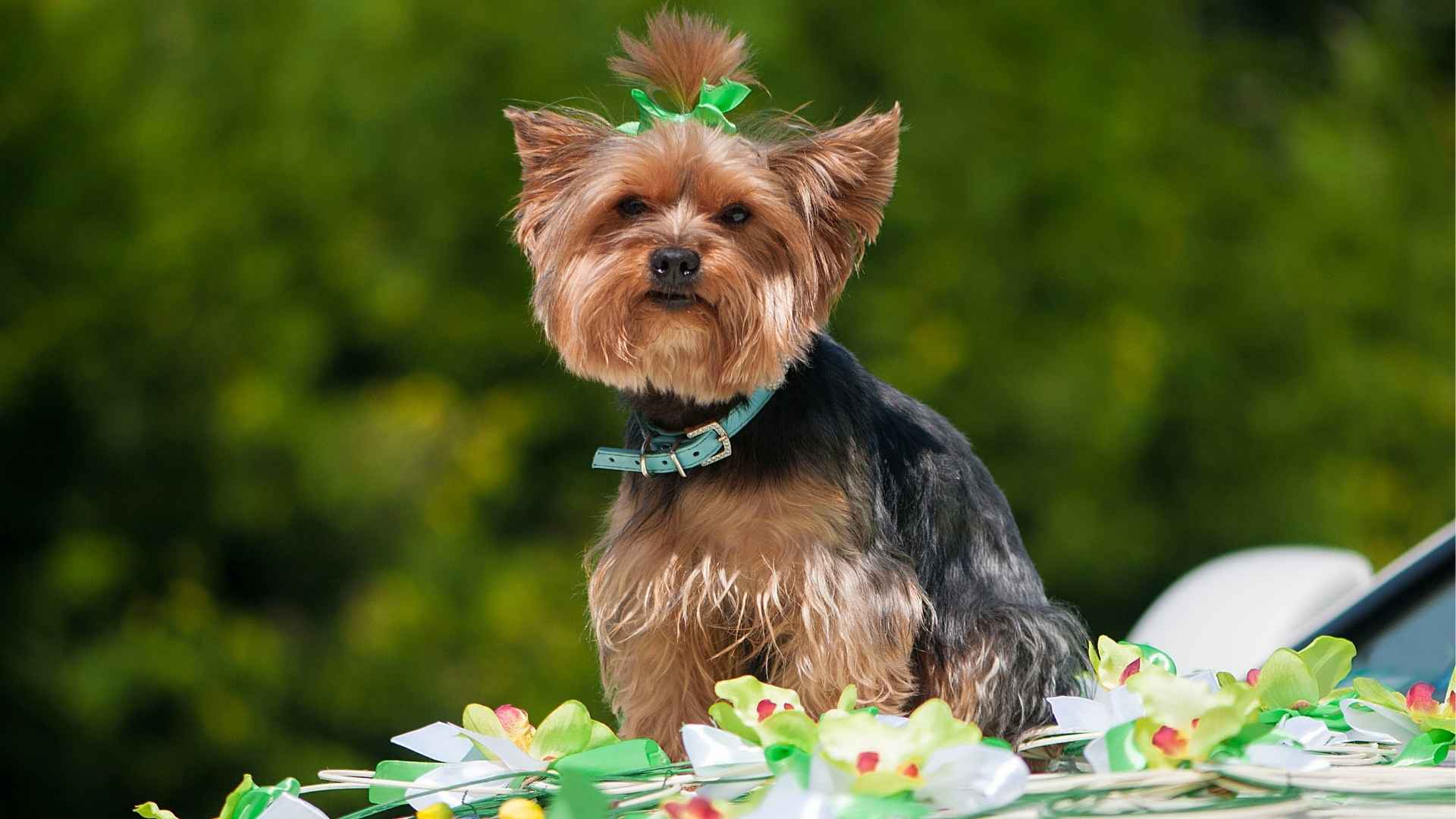 Nine Best Low-Allergen Dog Breeds for a Sneeze-Free Home