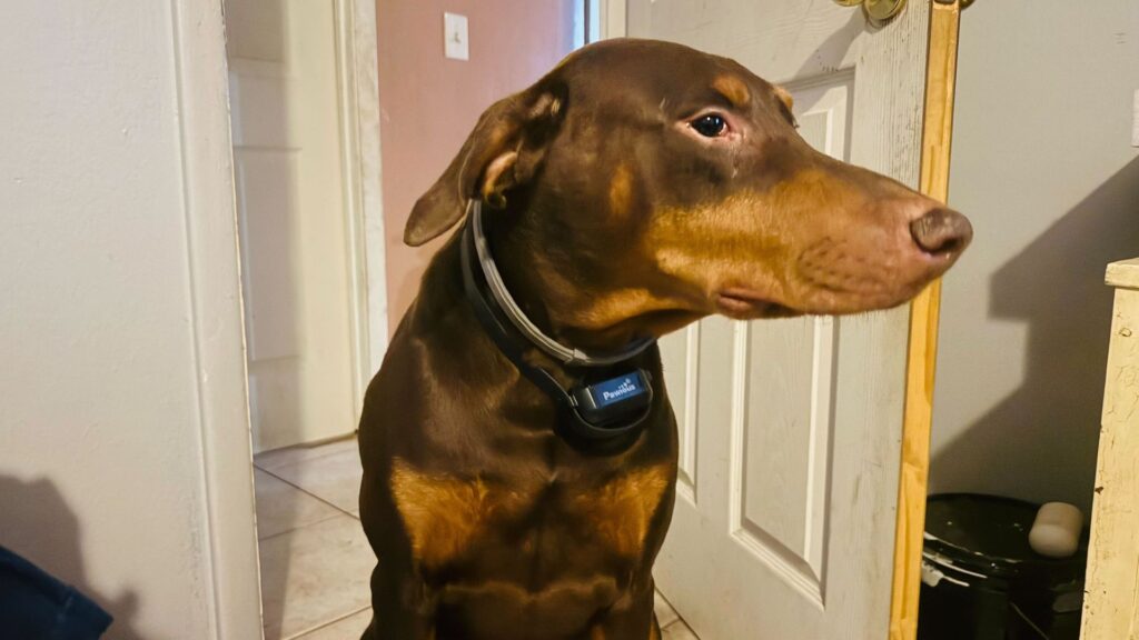 Pawious Wireless Dog Fence