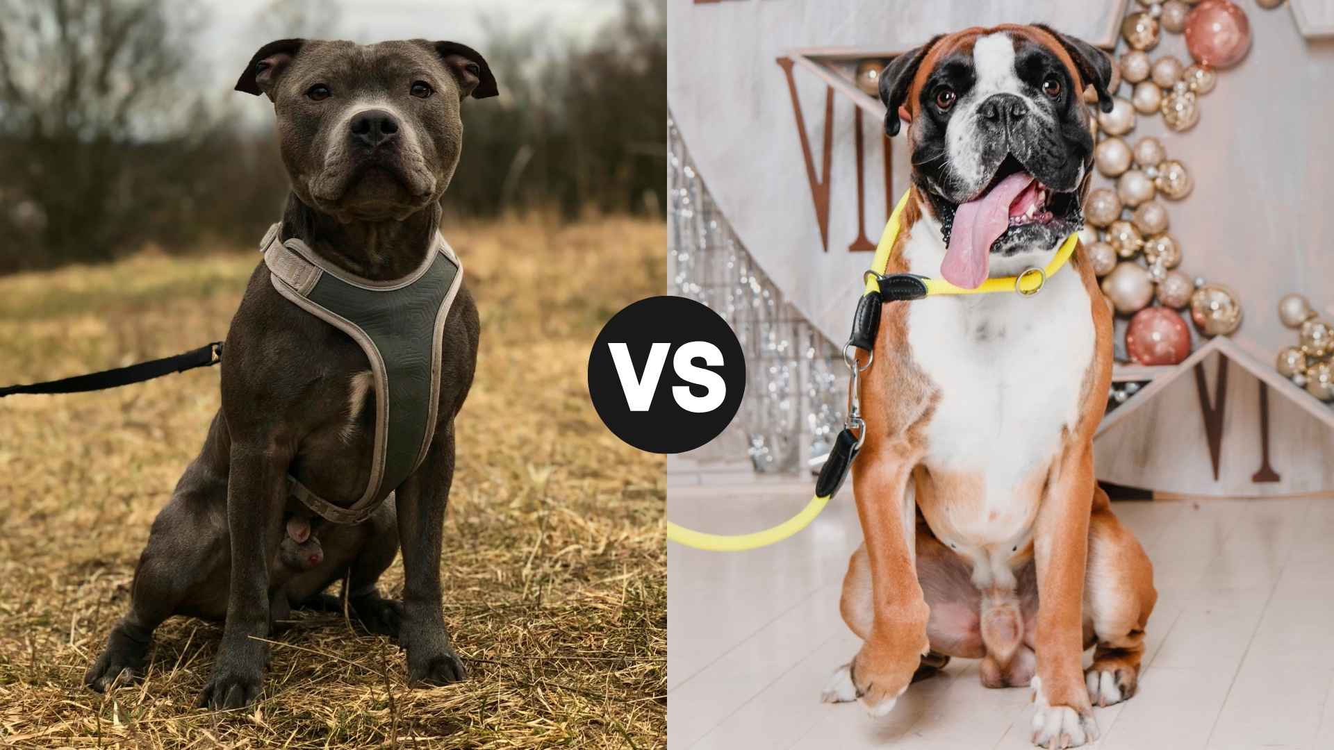 Pitbull vs. Boxer: Ultimate Breed Comparison for Future Owners