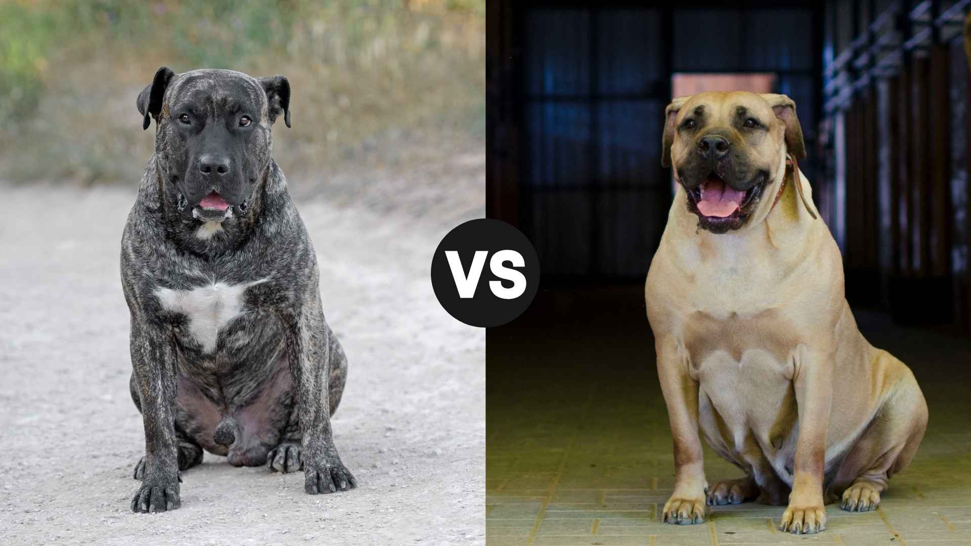 Presa Canario vs. Boerboel: Comparing Two Strong & Loyal Protectors