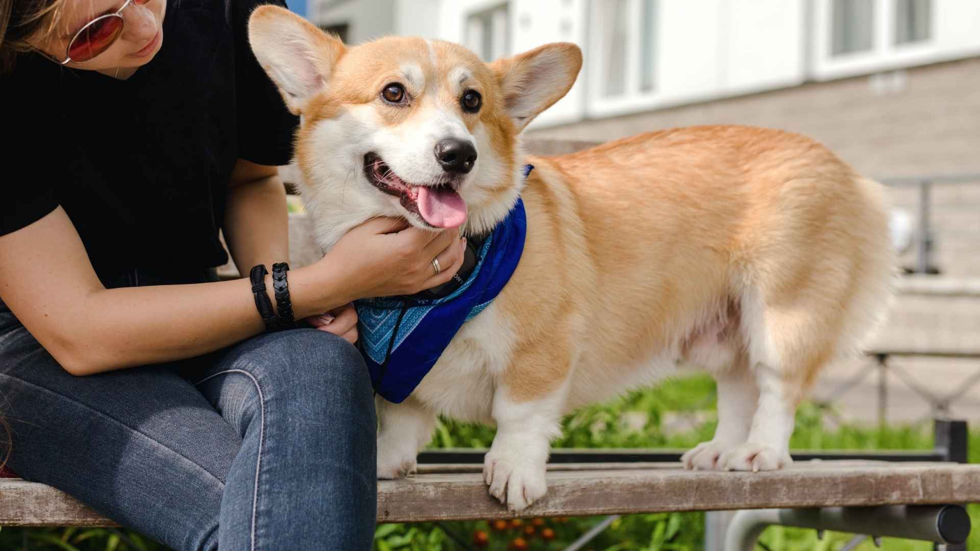 Top 10 Dog Breeds Ideal for Tight Budgets That Are Still Big on Love