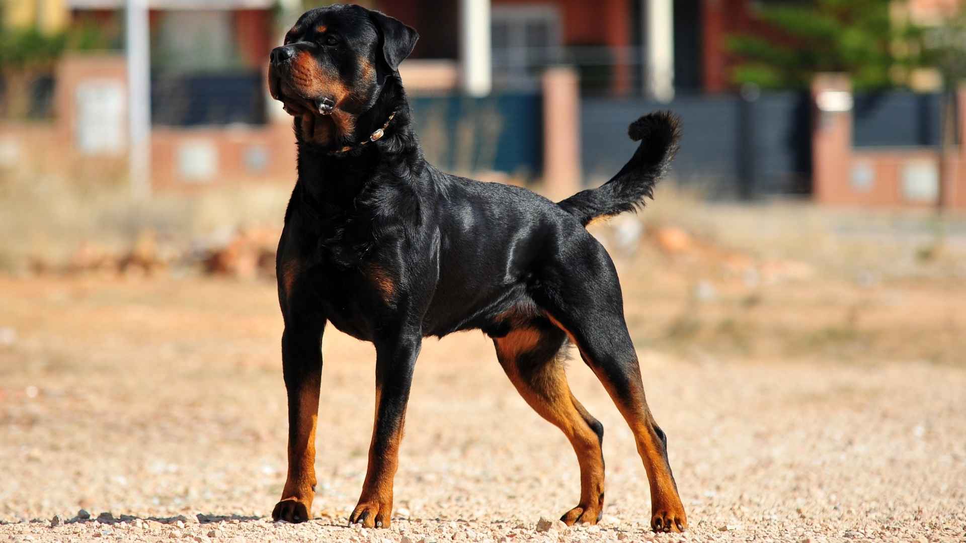 Top 10 Dog Breeds Similar to Dobermans for Your Next Furry Companion