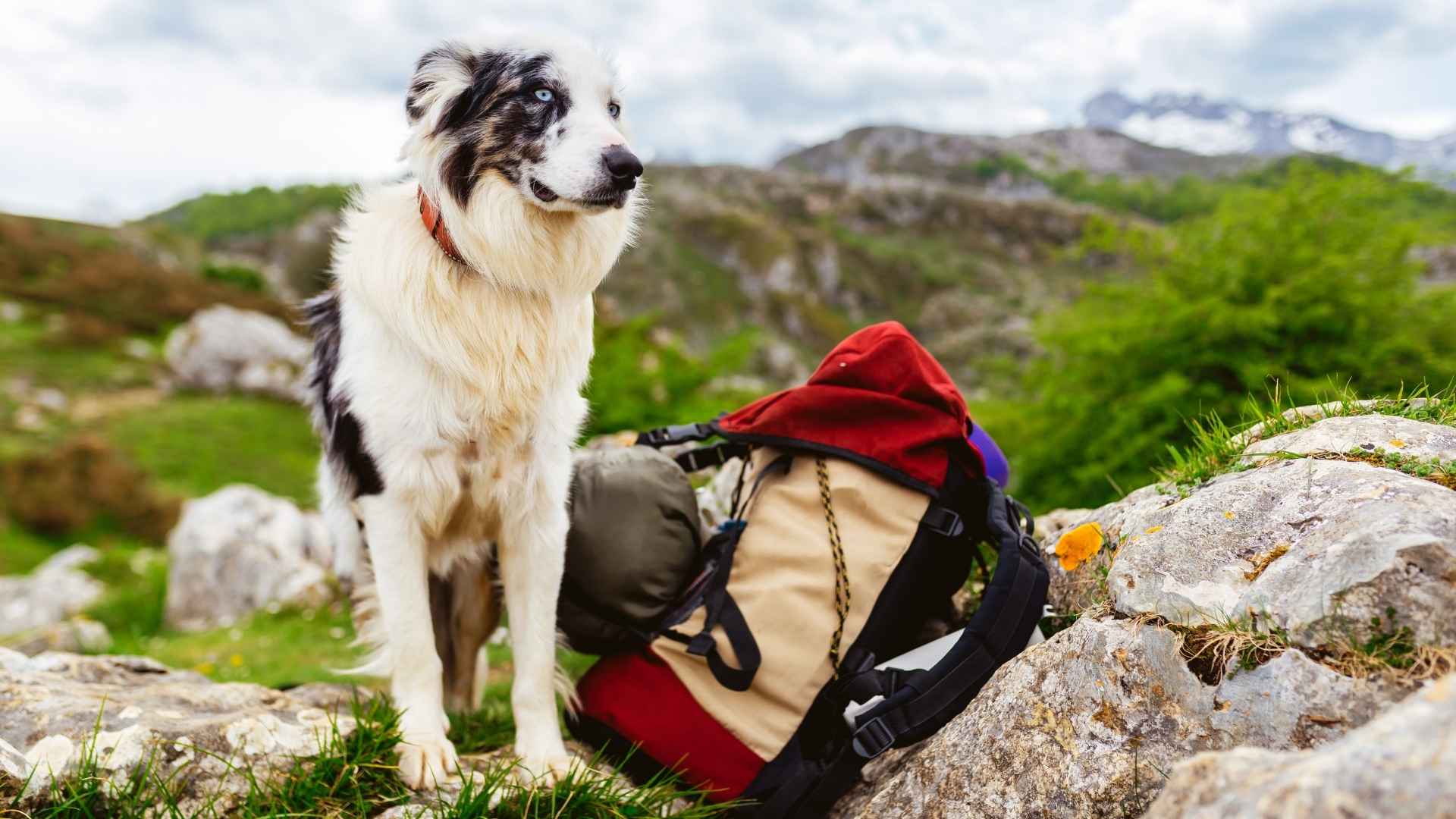 Top 10 Dog Breeds That Are Born to Hike: Active Trekking Companions