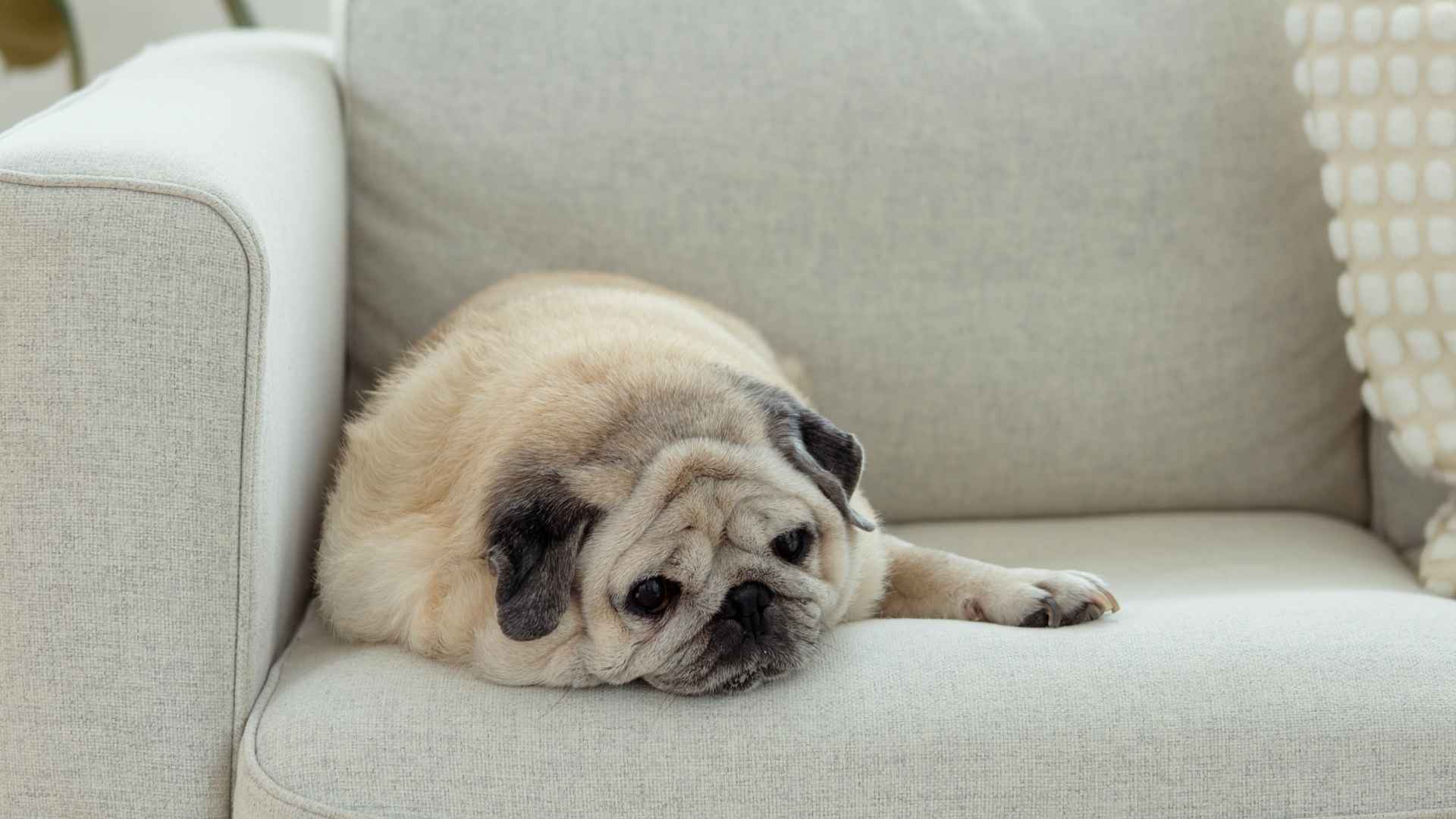 Top 10 Dog Breeds That Are Total Couch Potatoes and Love Napping