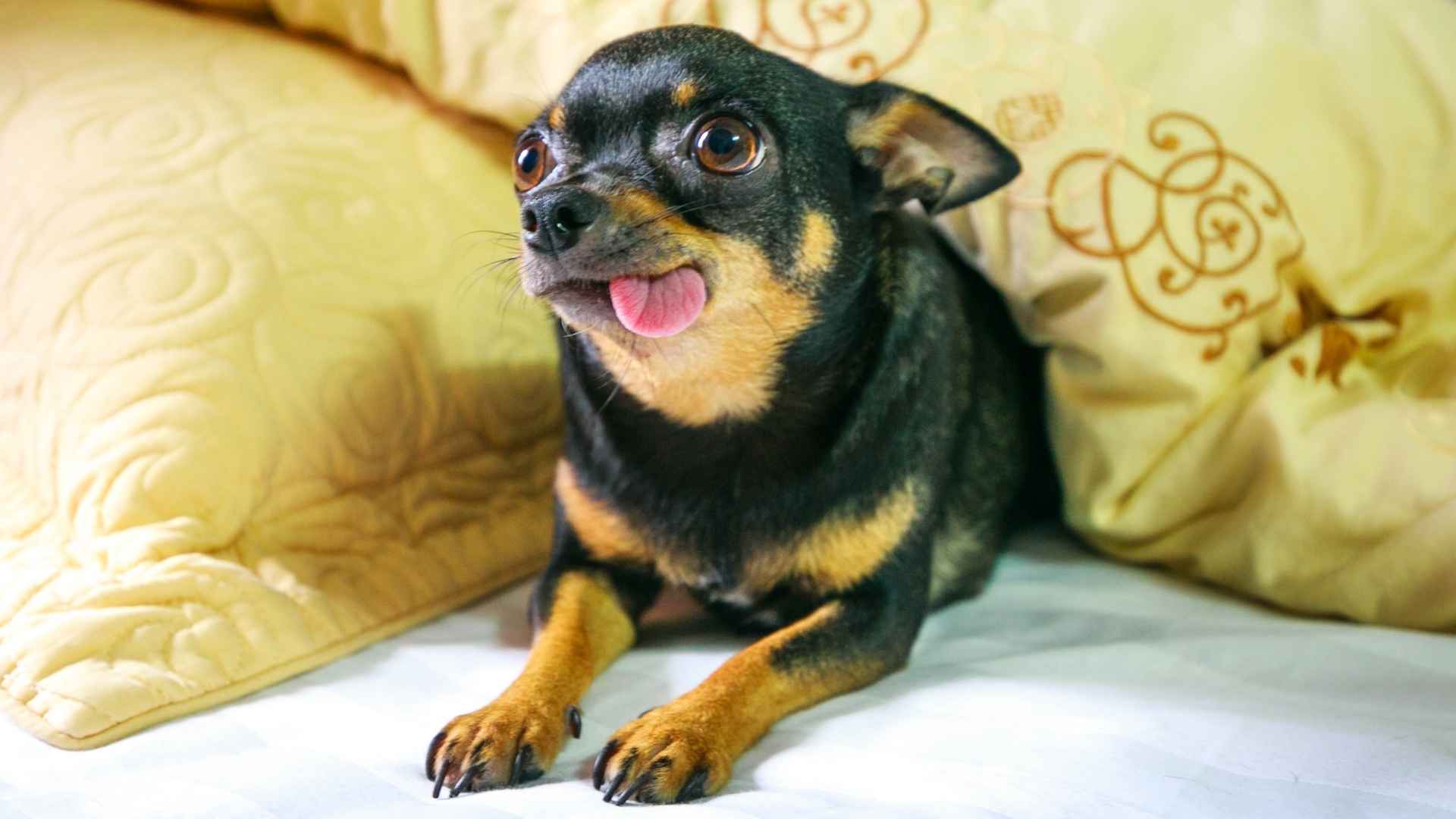 Top 10 Dog Breeds That Make Funny Faces You Can't Help But Love