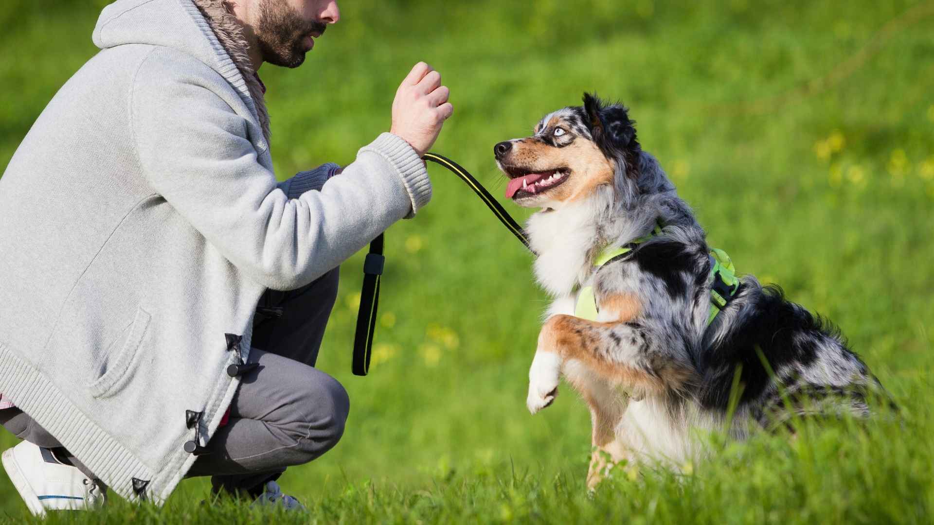 Top 10 Dog Breeds That Remember Owners’ Faces Forever