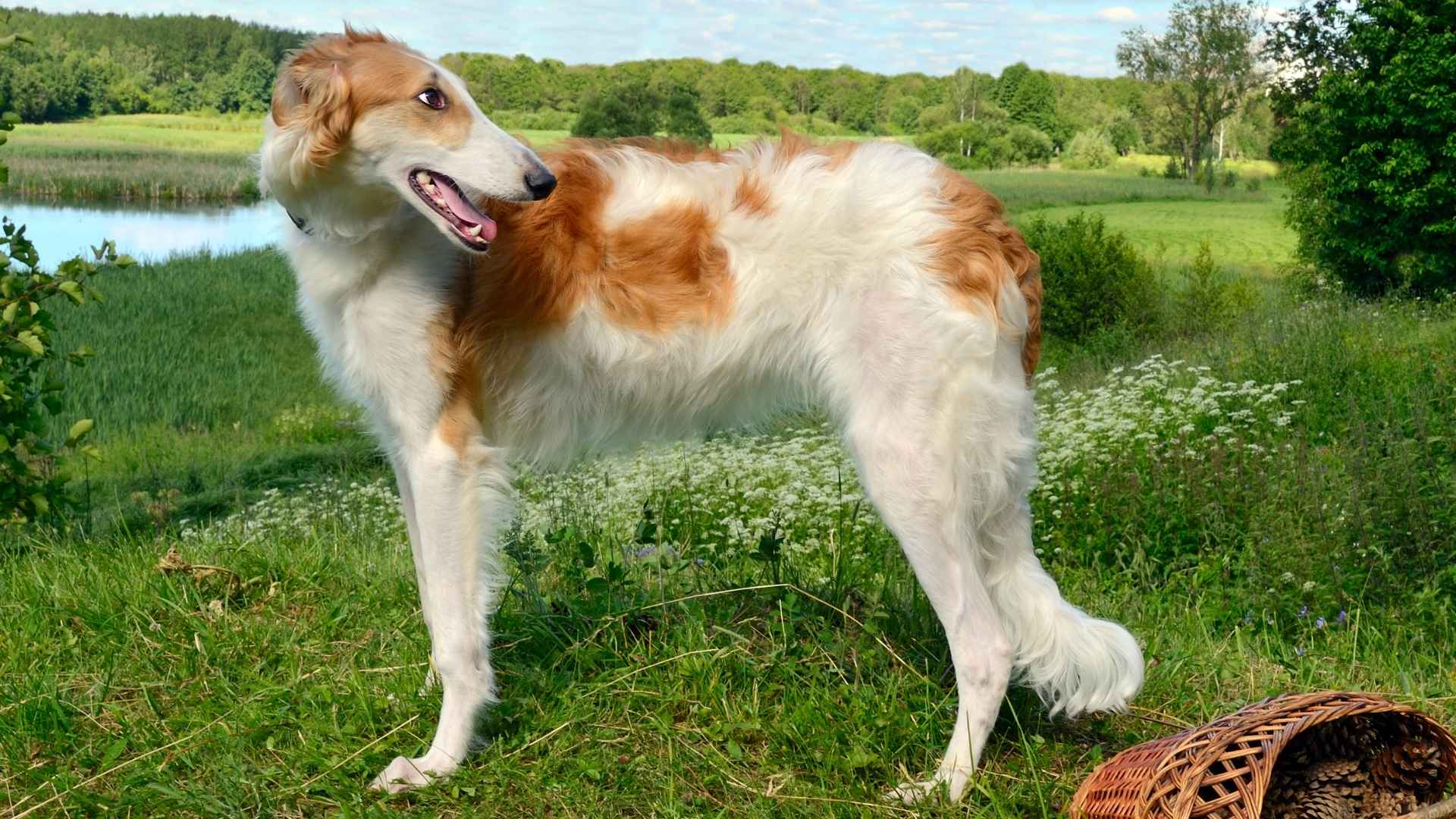 Top 10 Dog Breeds With Pointed Snouts: Full of Skill and Charm
