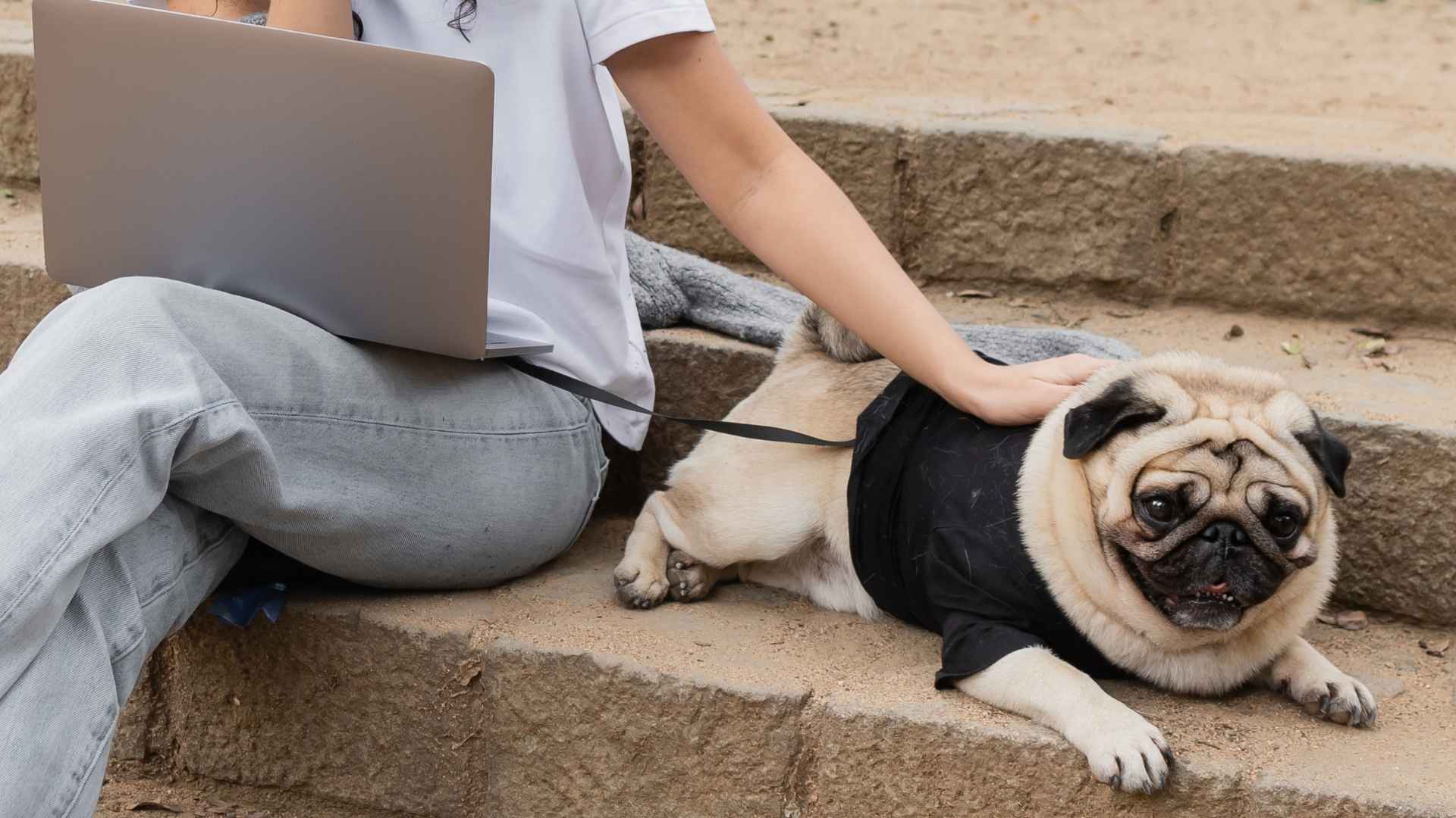 Top 10 Dog Breeds for Digital Nomads Who Never Travel Alone