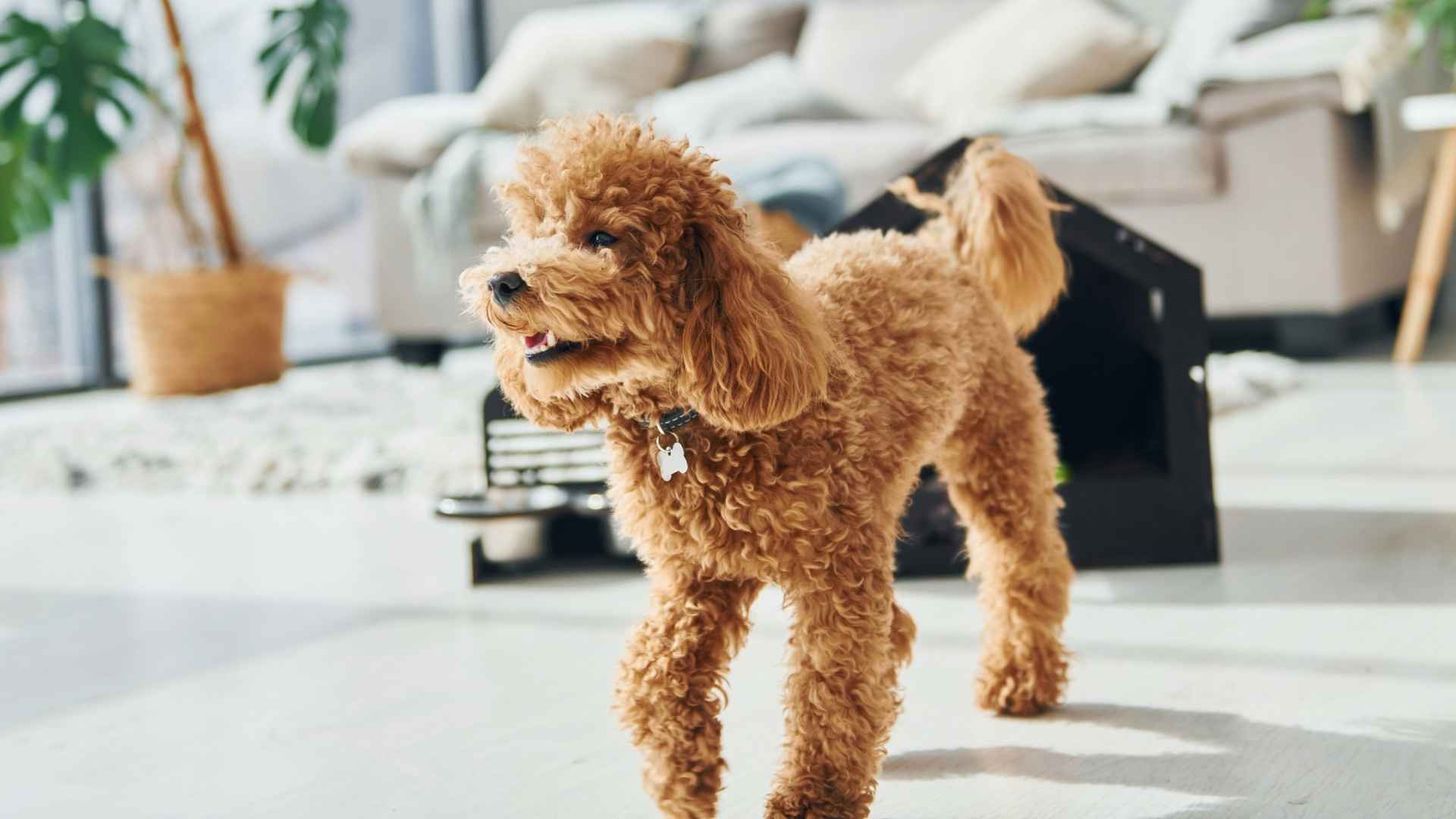 Top 10 Dog Breeds that Thrive in Buildings: Calm and Adaptable Dogs