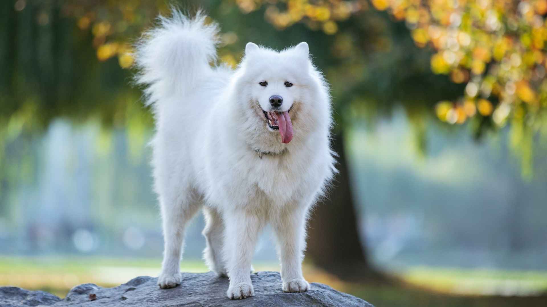 Top 10 Fluffy Dog Breeds That Are as Loving as They Are Soft