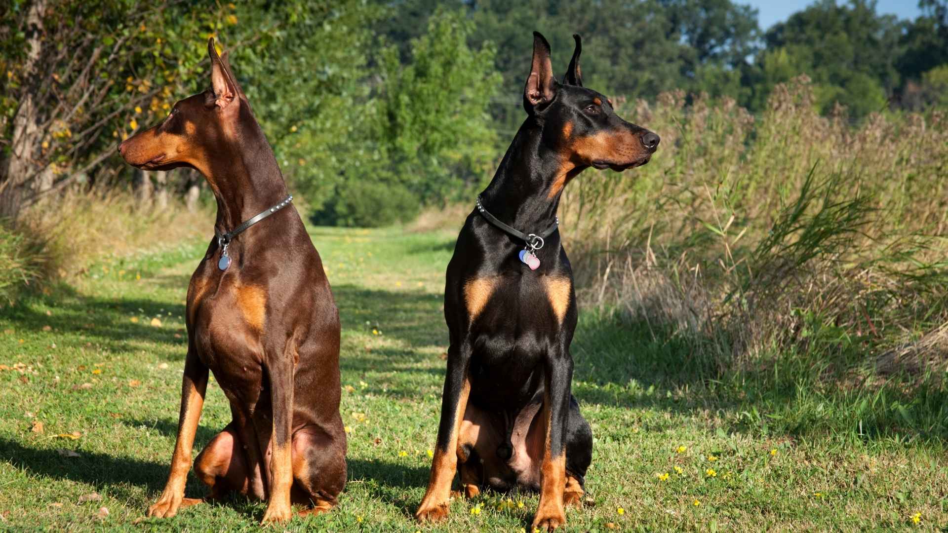 Top 10 Watchdog Dog Breeds That Take Protection Personally