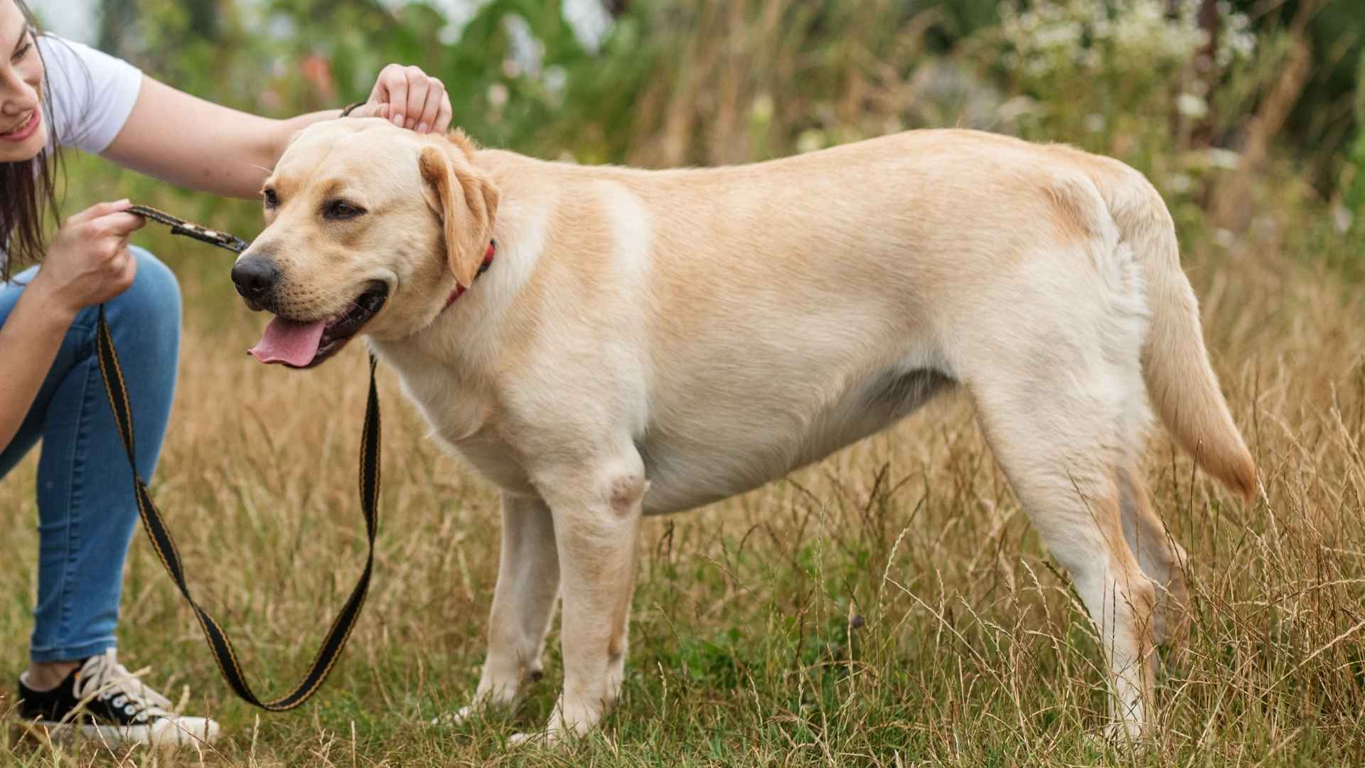 Top 7 Alert And Emotional Support Dog Breeds That Soothe and Stand Guard