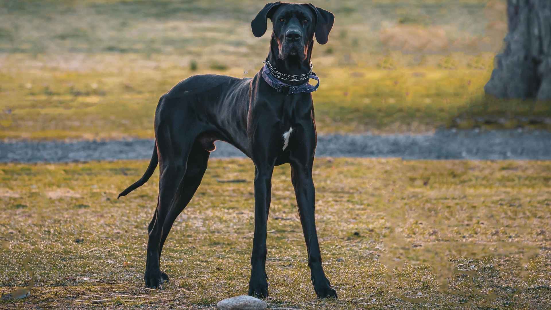Top 7 Alert Giant Dog Breeds That Make Powerful Guardians
