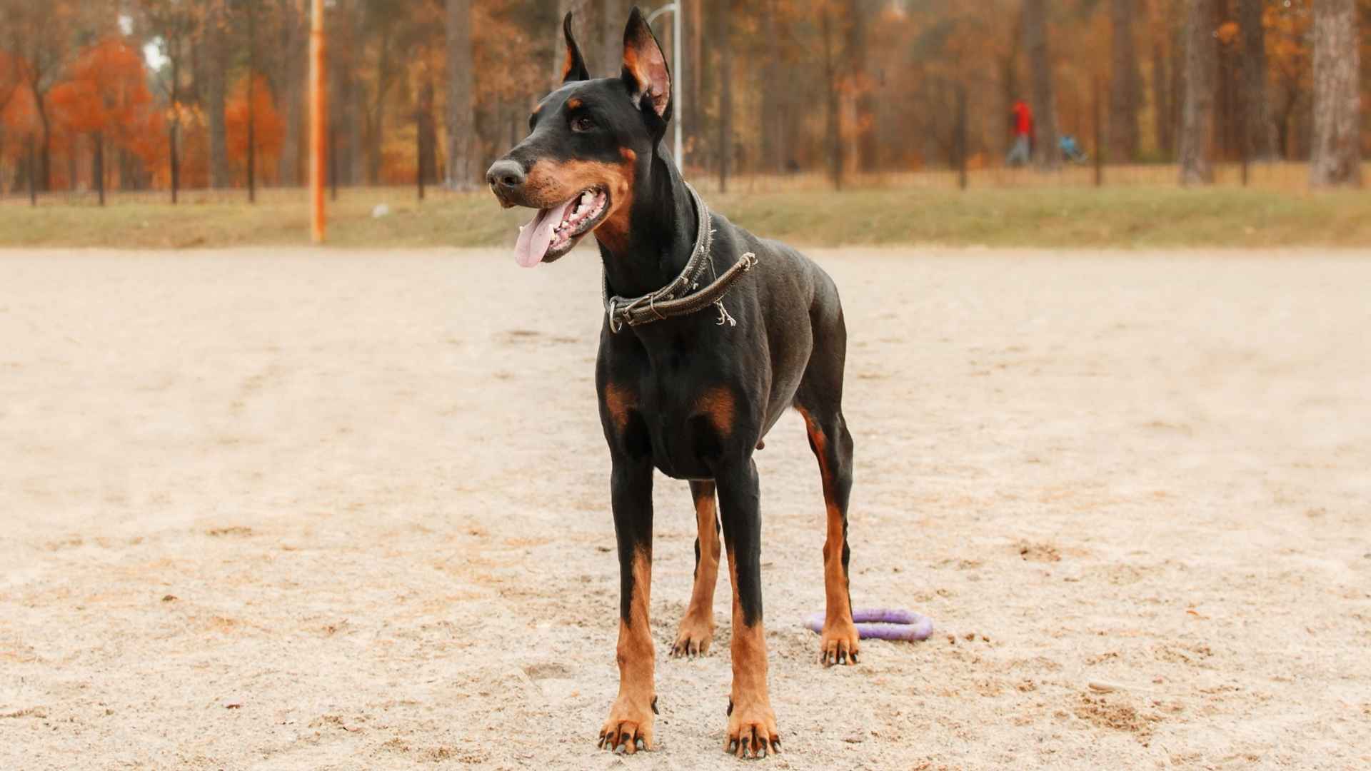 Top 7 Alert Large Dog Breeds That Make Excellent Watchdogs