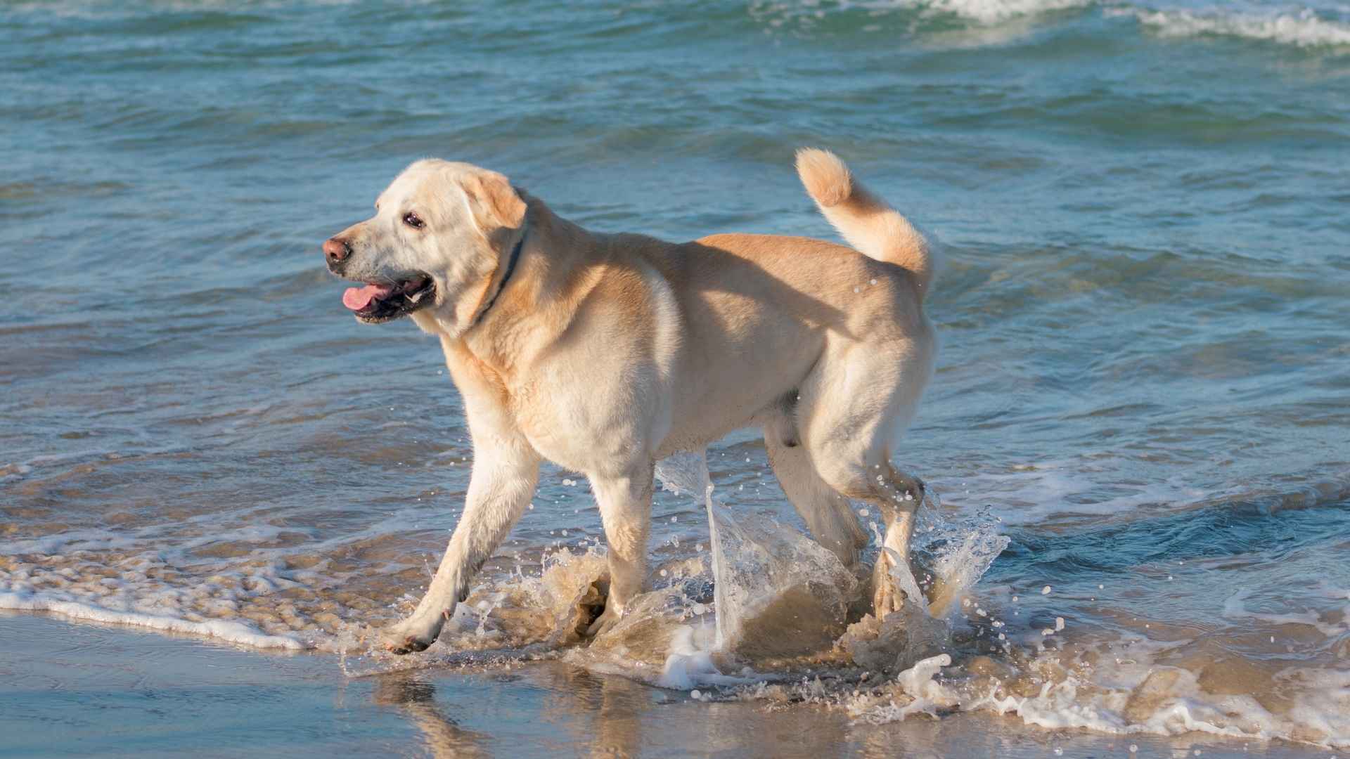 Top 7 Beach-Loving Dog Breeds That Thrive by the Shore