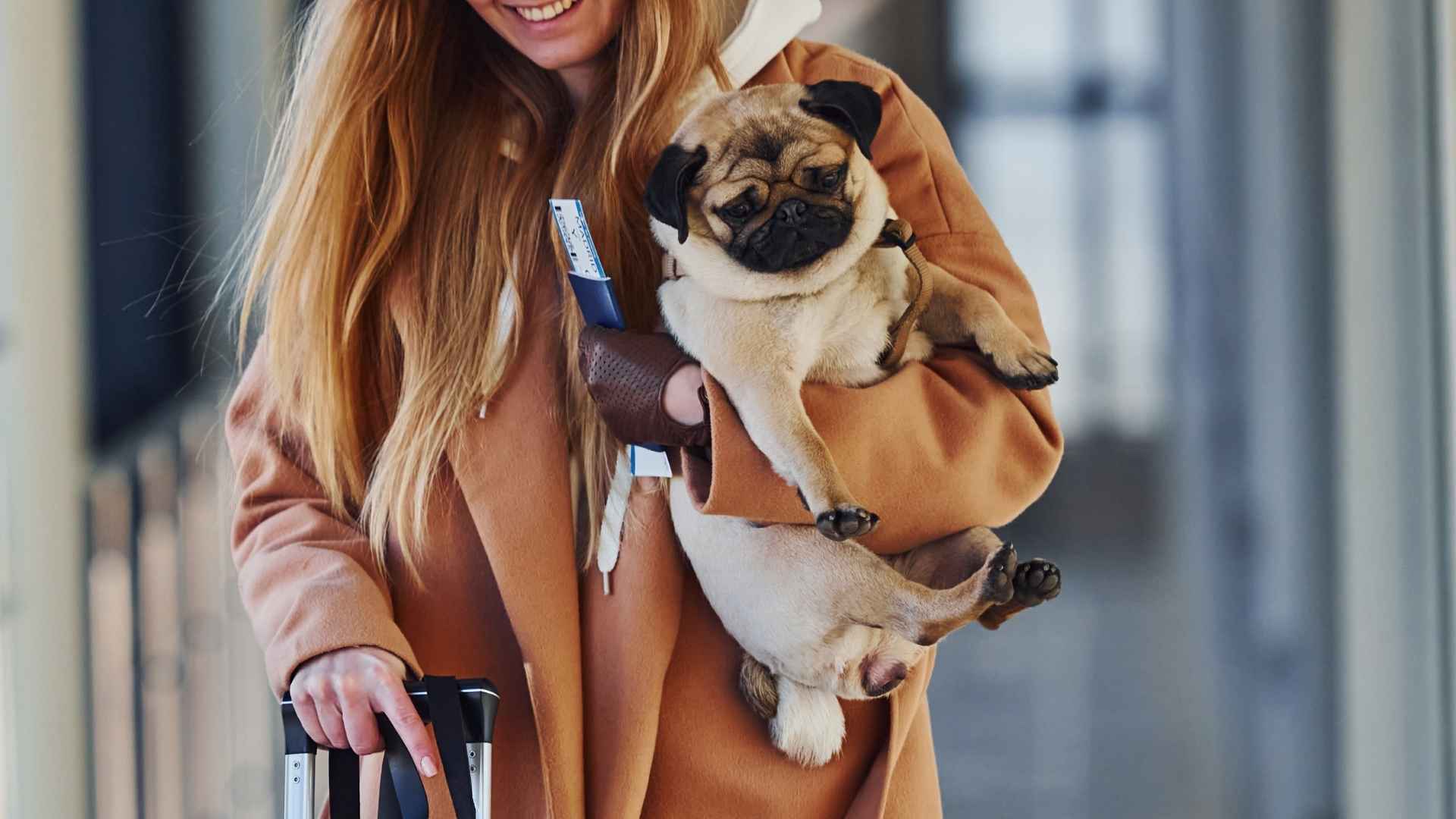 Top 7 Best Dog Breeds for Frequent Flyers That Travel Well by Plane