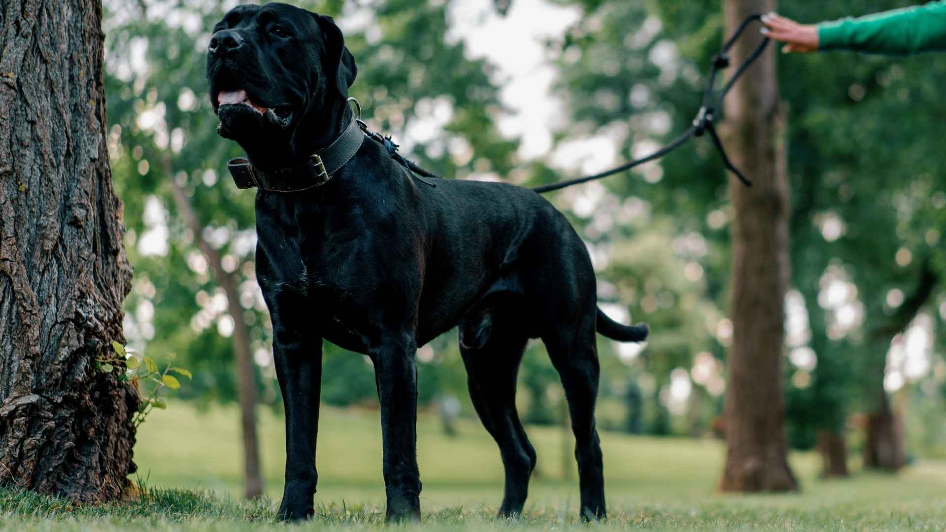 Top 7 Black XL Dog Breeds That Combine Size, Strength, and Heart