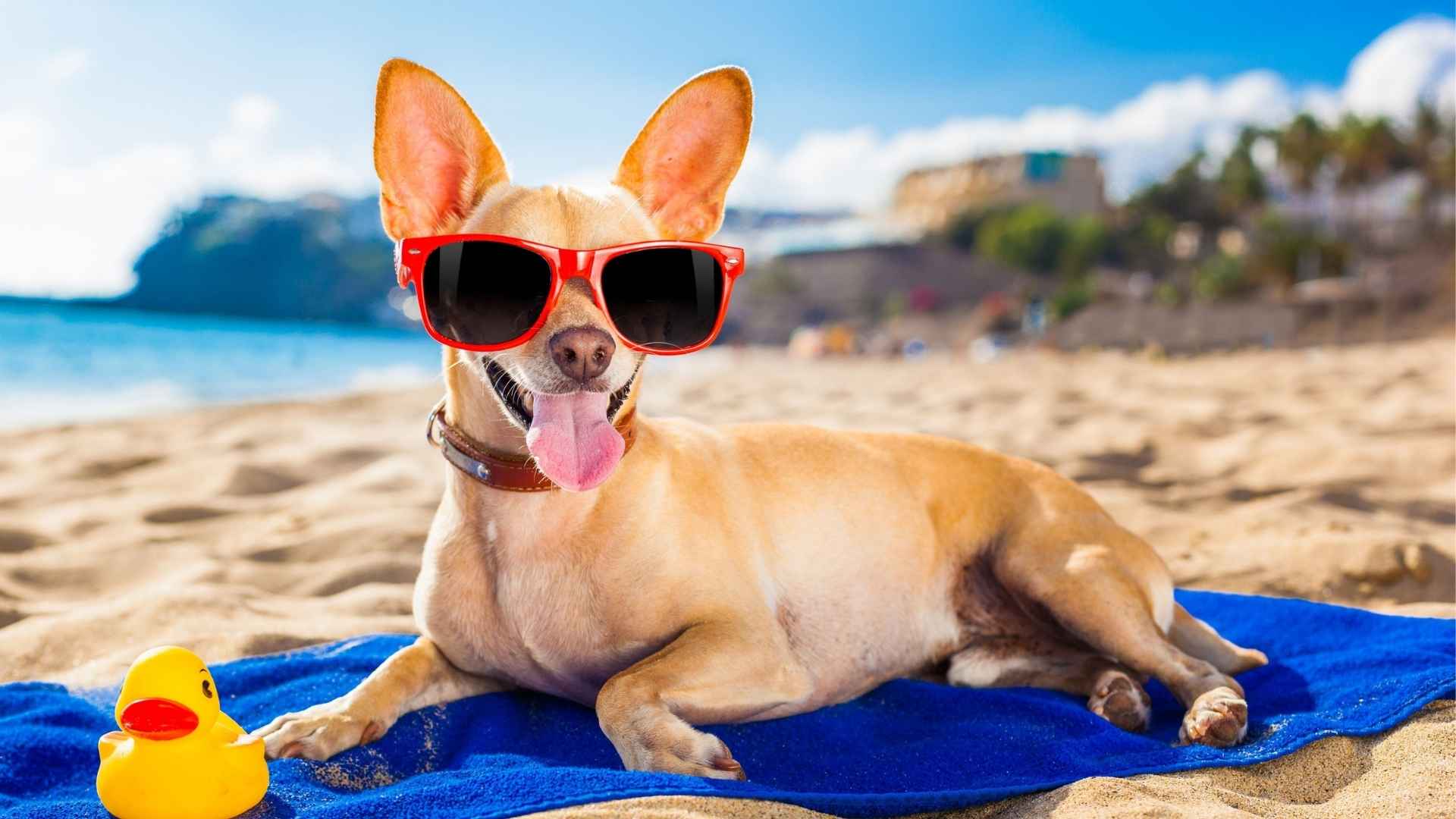 Top 7 Bold Dog Breeds For Hot Climates Bold Dog Breeds for Hot Climates: