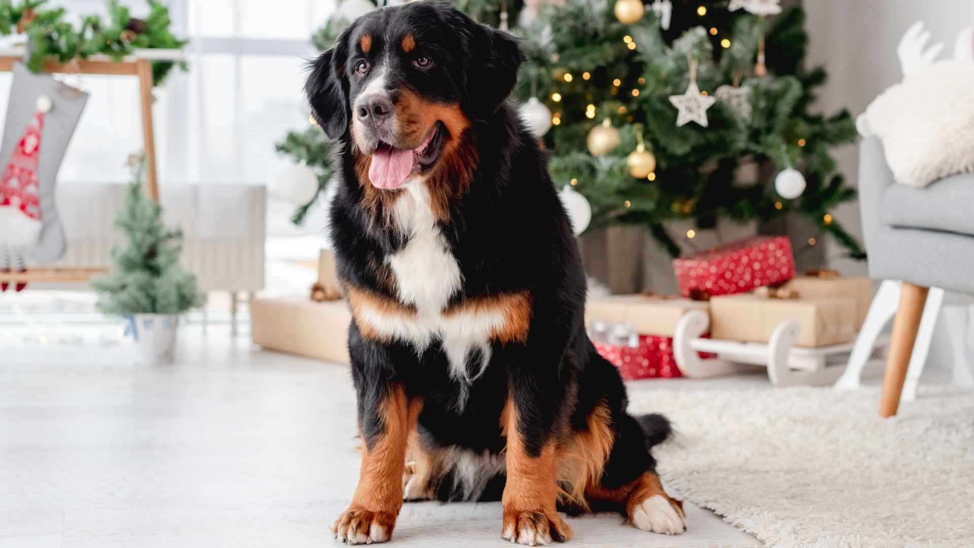 Top 7 Calm Large Dog Breeds Perfect for Peaceful Homes