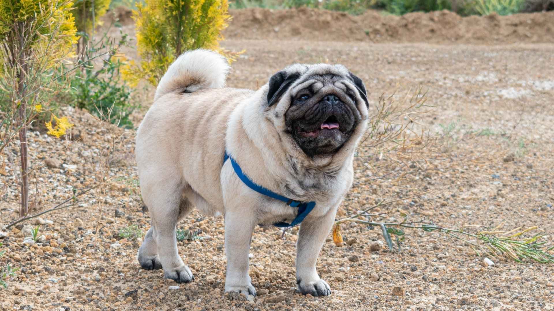 Top 7 Chubby Dog Breeds You’ll Fall in Love With