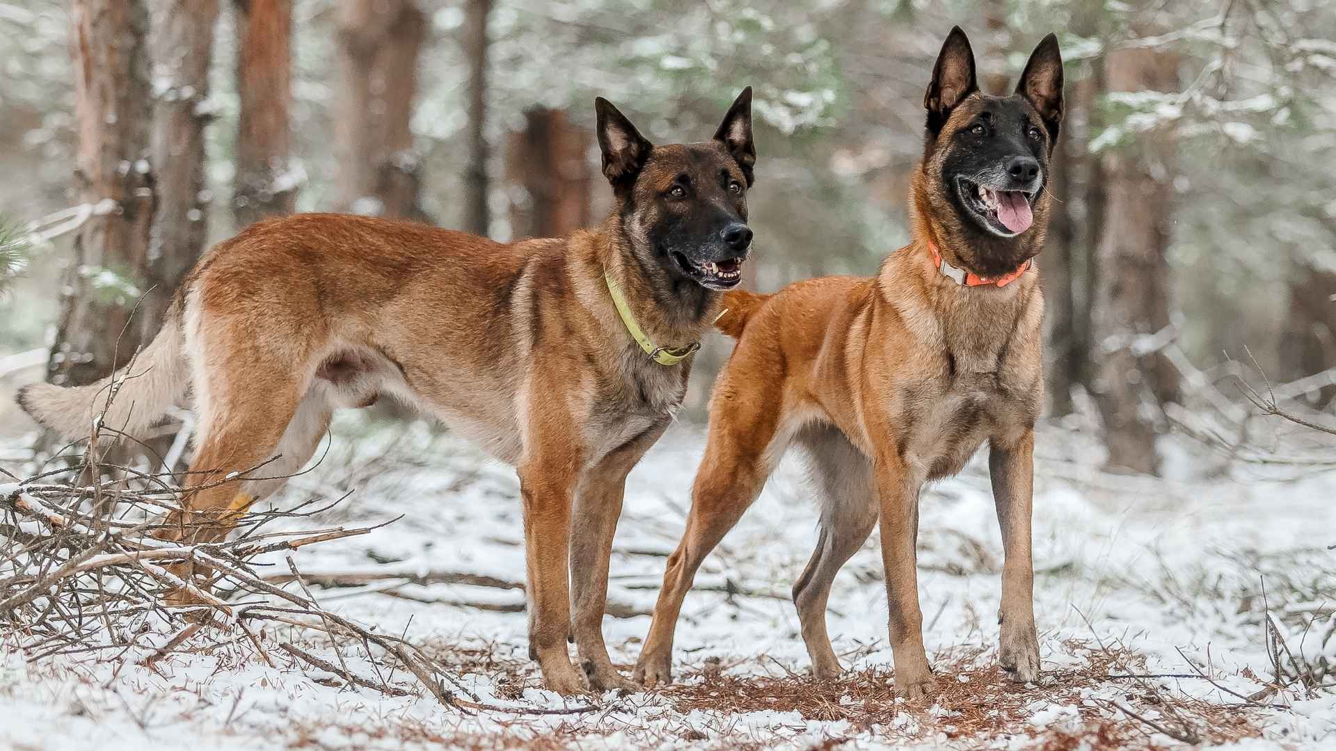 Top 7 Cold-Climate Police Dog Breeds for Search, Rescue, and Patrol