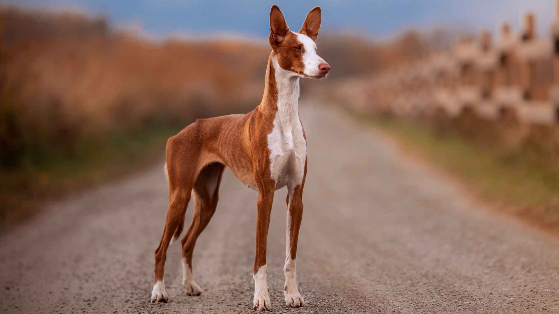 Top 7 Dependable Dog Breeds for Hot Climates to Keep You Cool