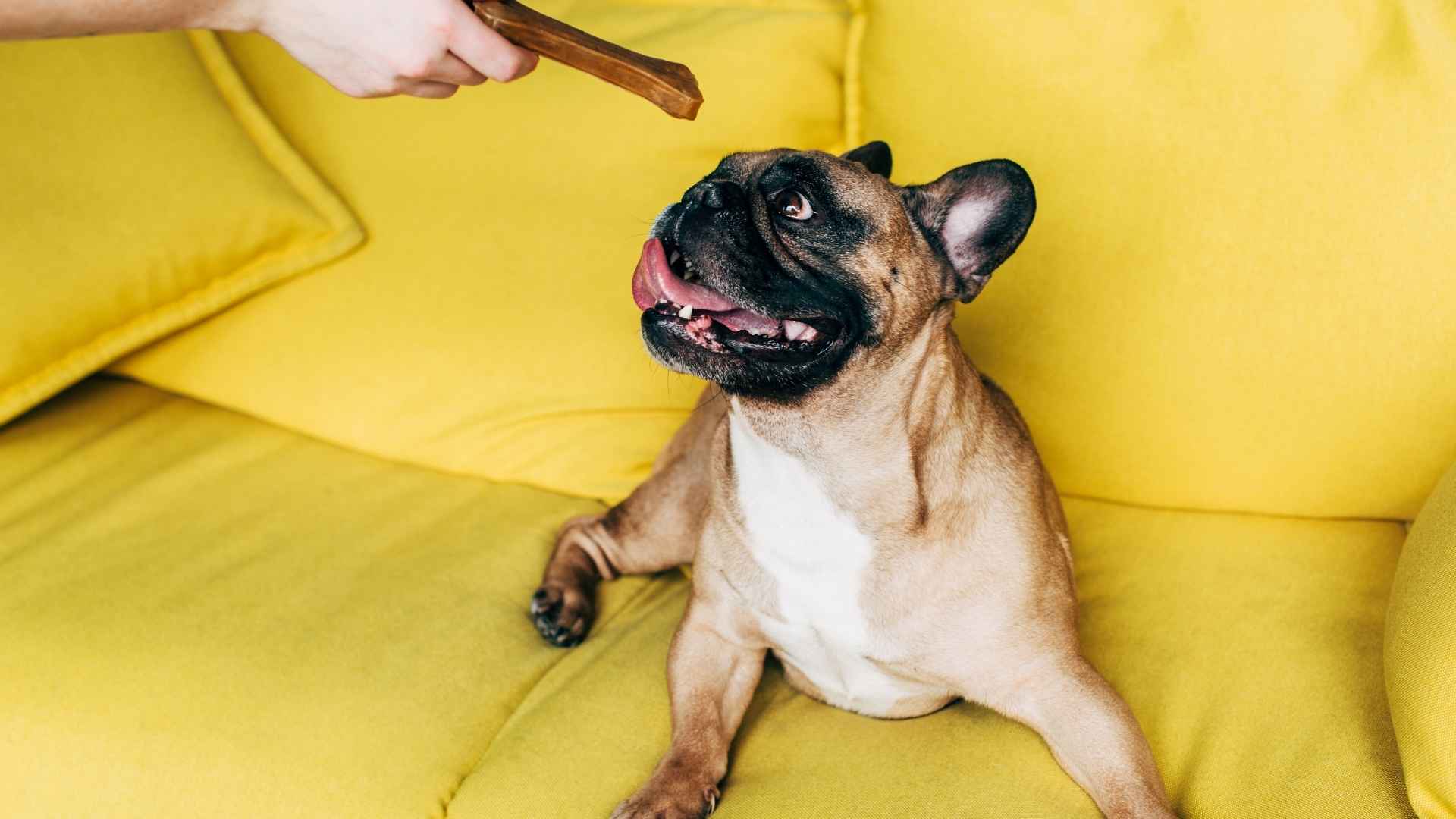 Top 7 Dog Breeds Obsessed with Treats That Make Training Easy