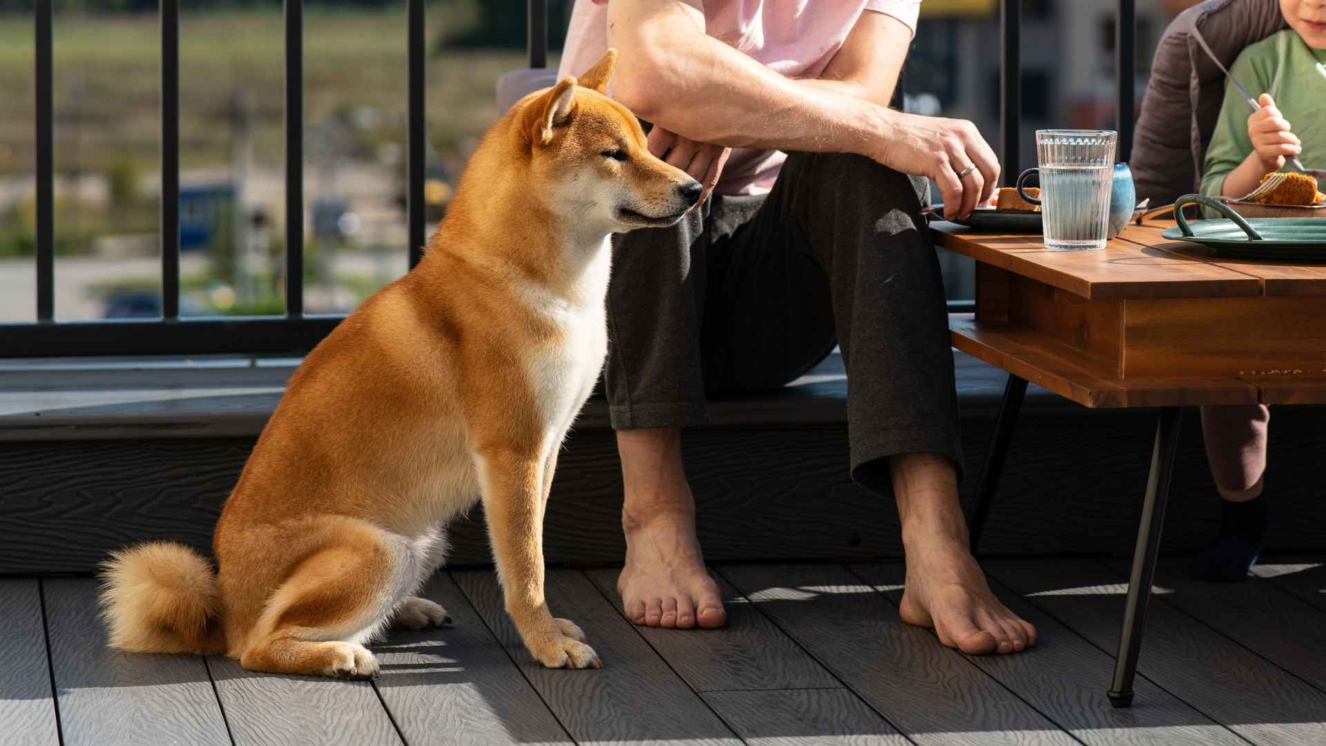 Top 7 Dog Breeds Perfect For Rooftop Living with Limited Space