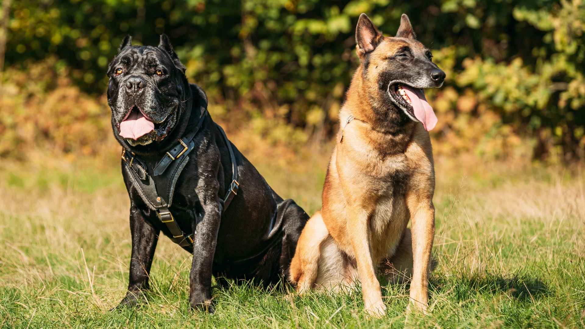 Top 7 Dog Breeds That Act Like Bodyguards: Protection With Brains and Loyalty
