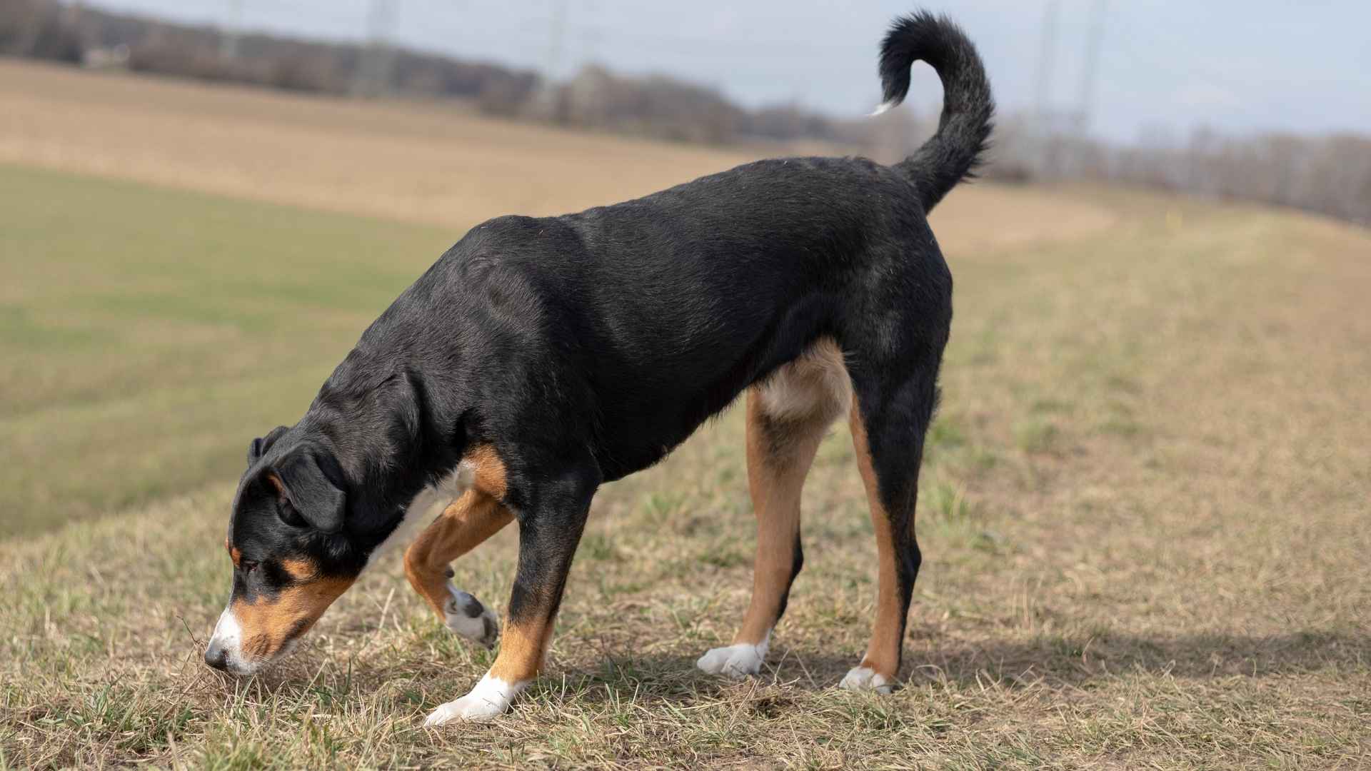 Top 7 Dog Breeds That Dominate Scent Trials With Unbeatable Noses