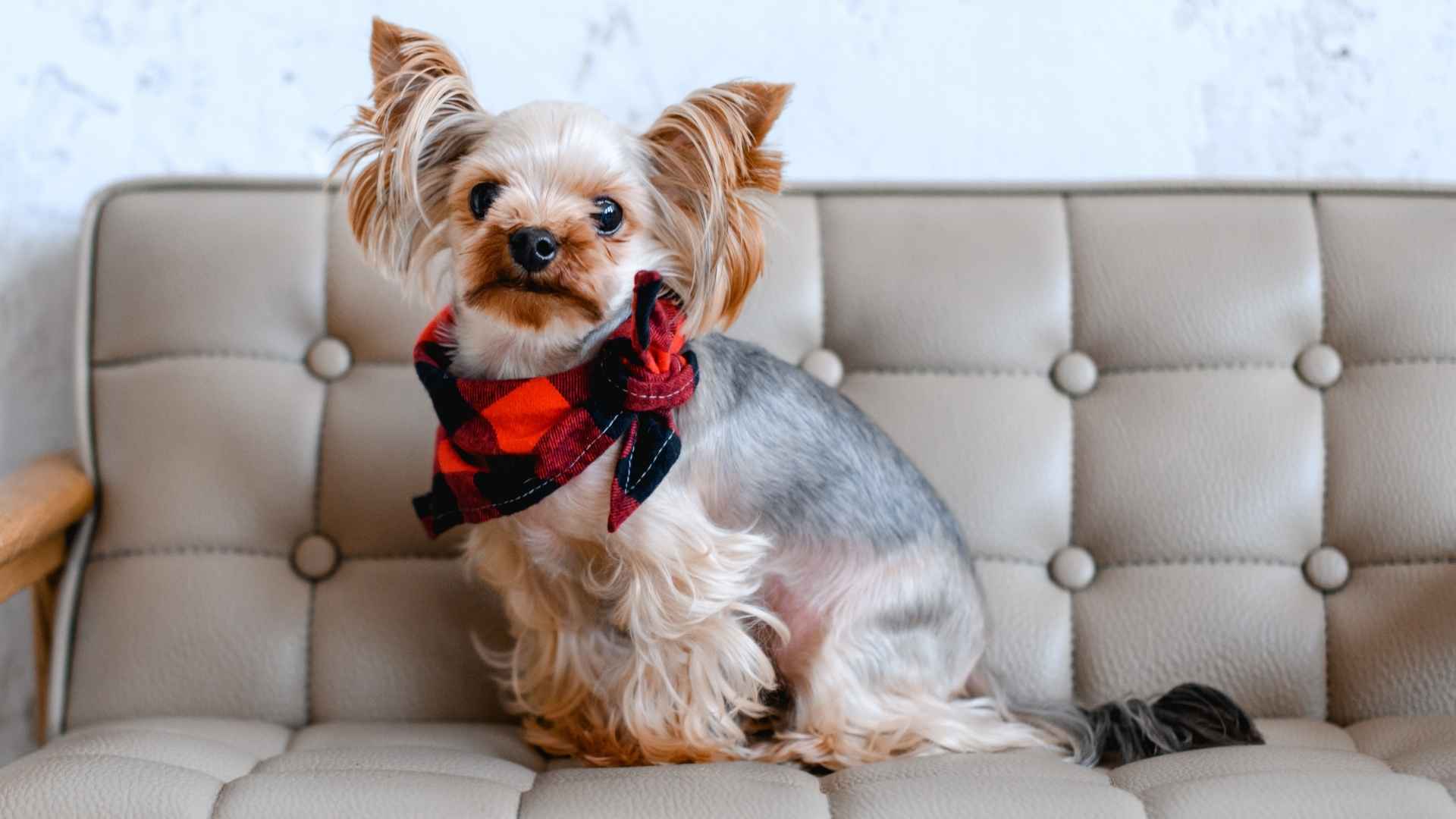 Top 7 Dog Breeds That Don’t Need Backyards for Happy City Living