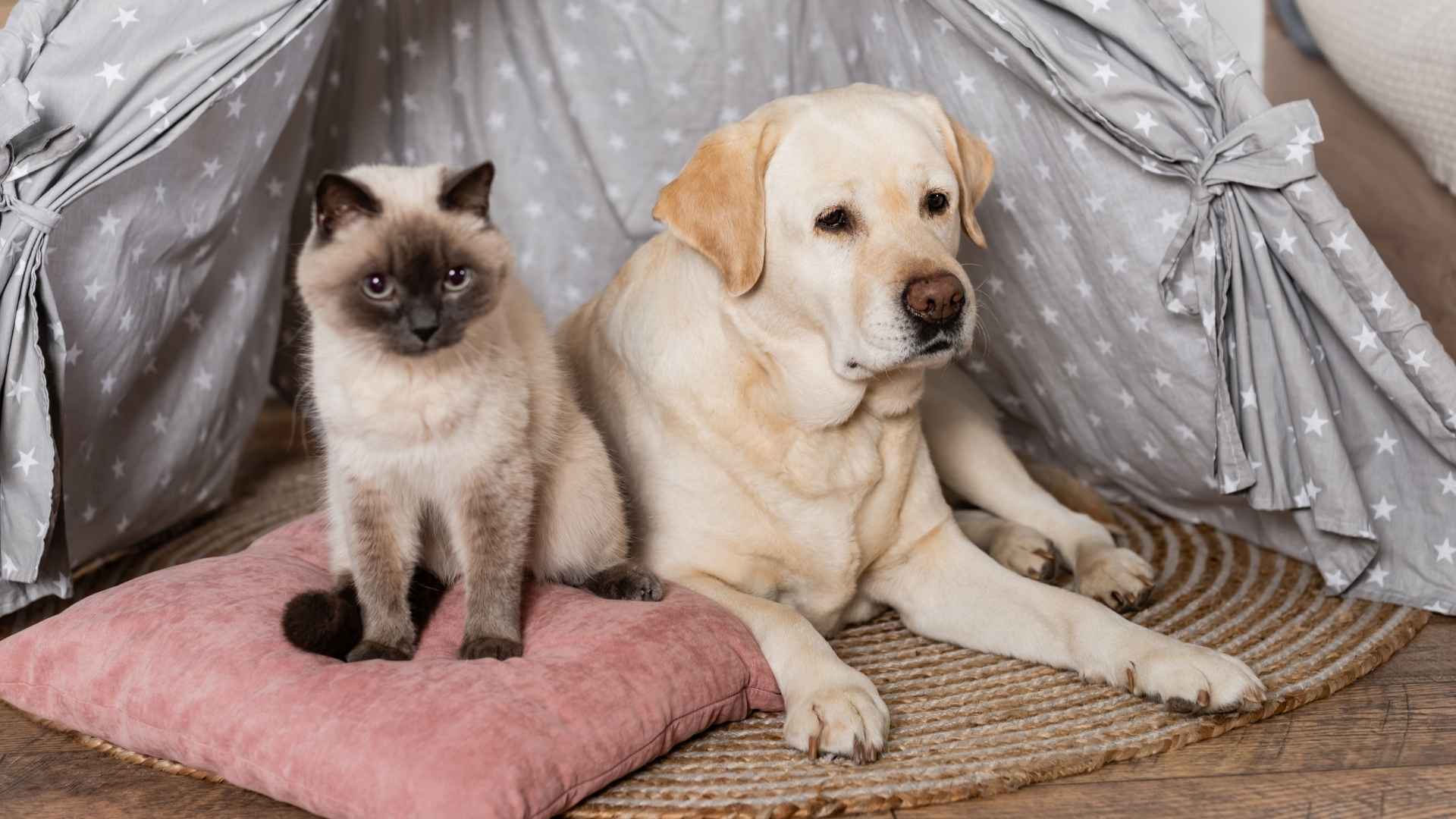 Top 7 Dog Breeds That Get Along With Cats for a Harmonious Home