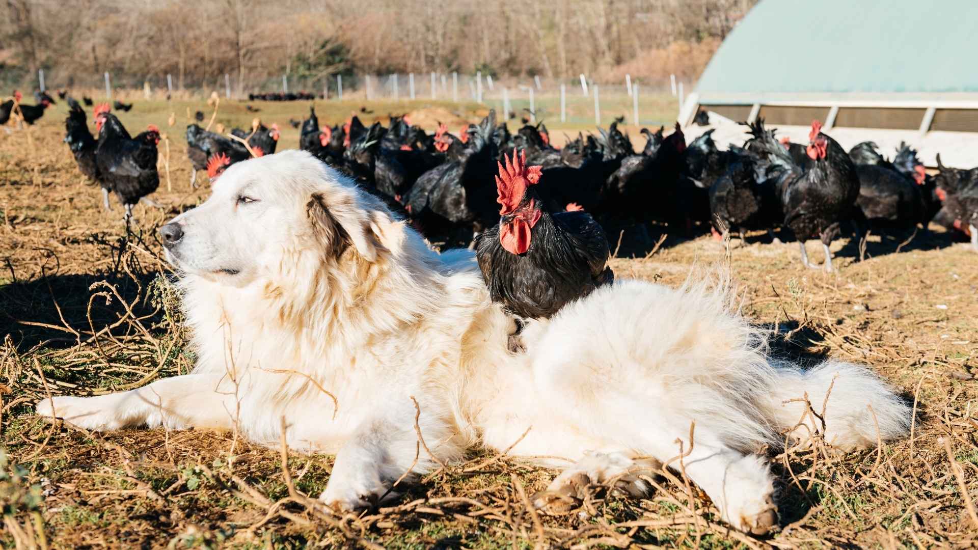 Top 7 Dog Breeds That Guard Chickens and Offer Top-Notch Protection