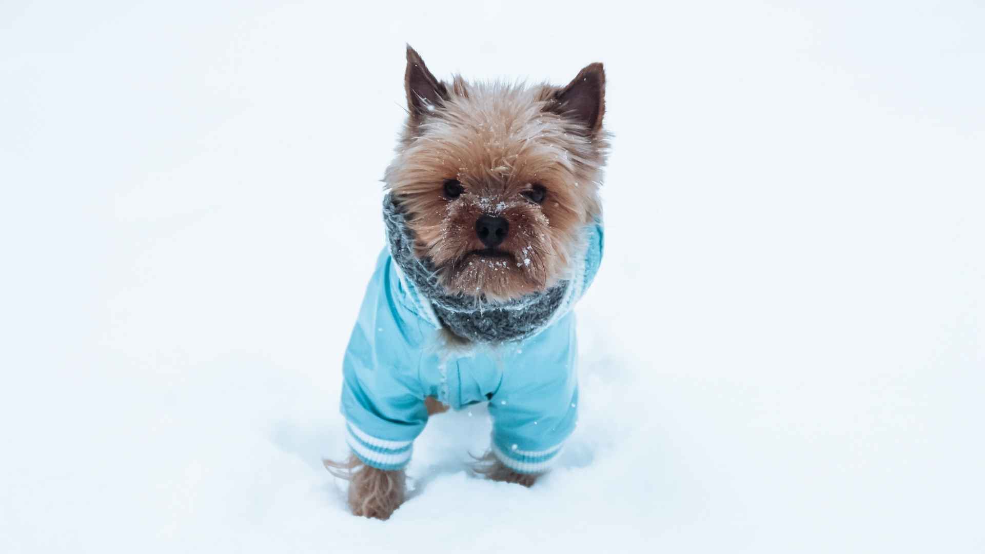 Top 7 Dog Breeds That Hate Snow And Prefer To Stay Warm