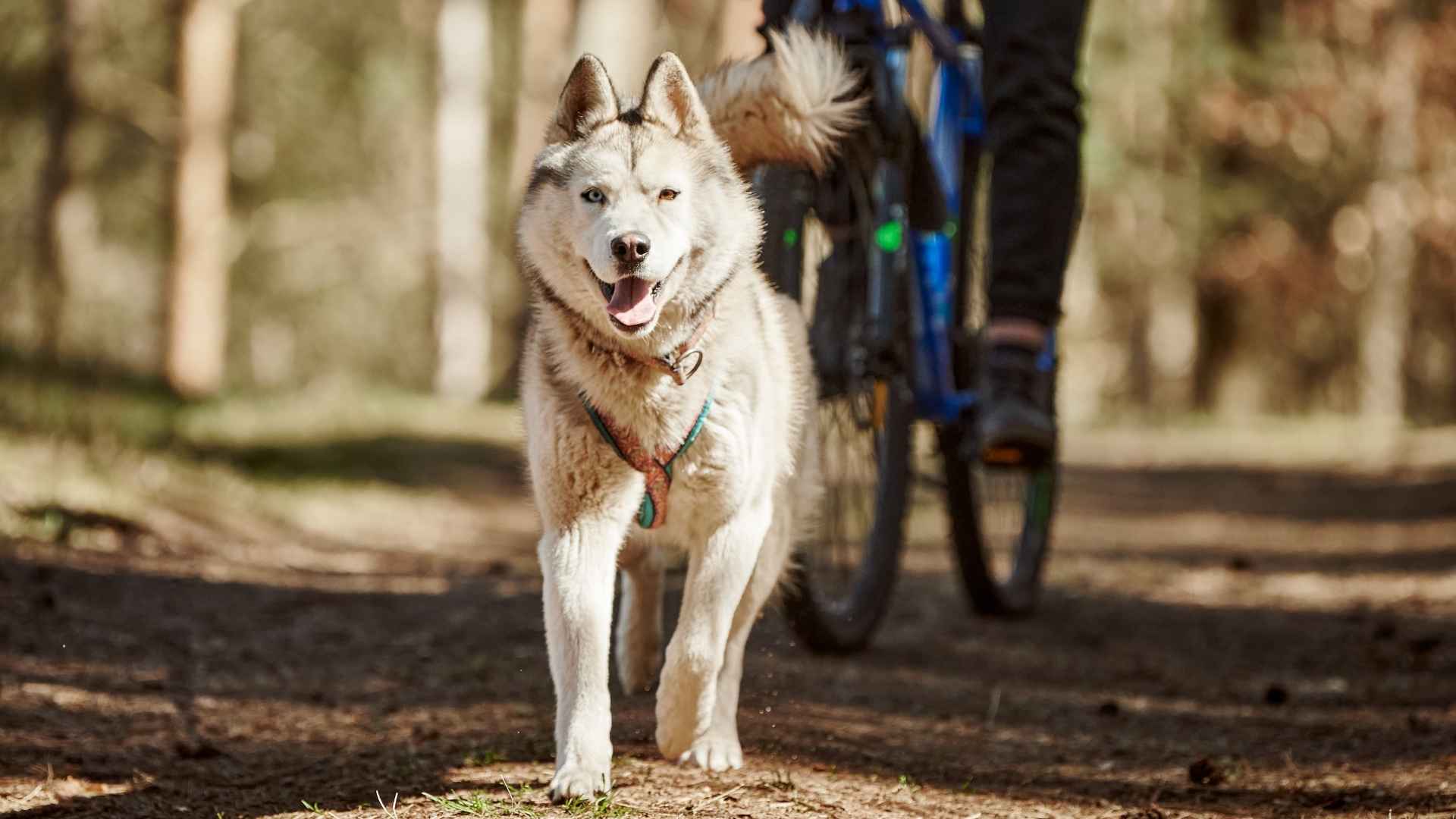 Top 7 Dog Breeds That Keep Up With Cyclists and Never Quit