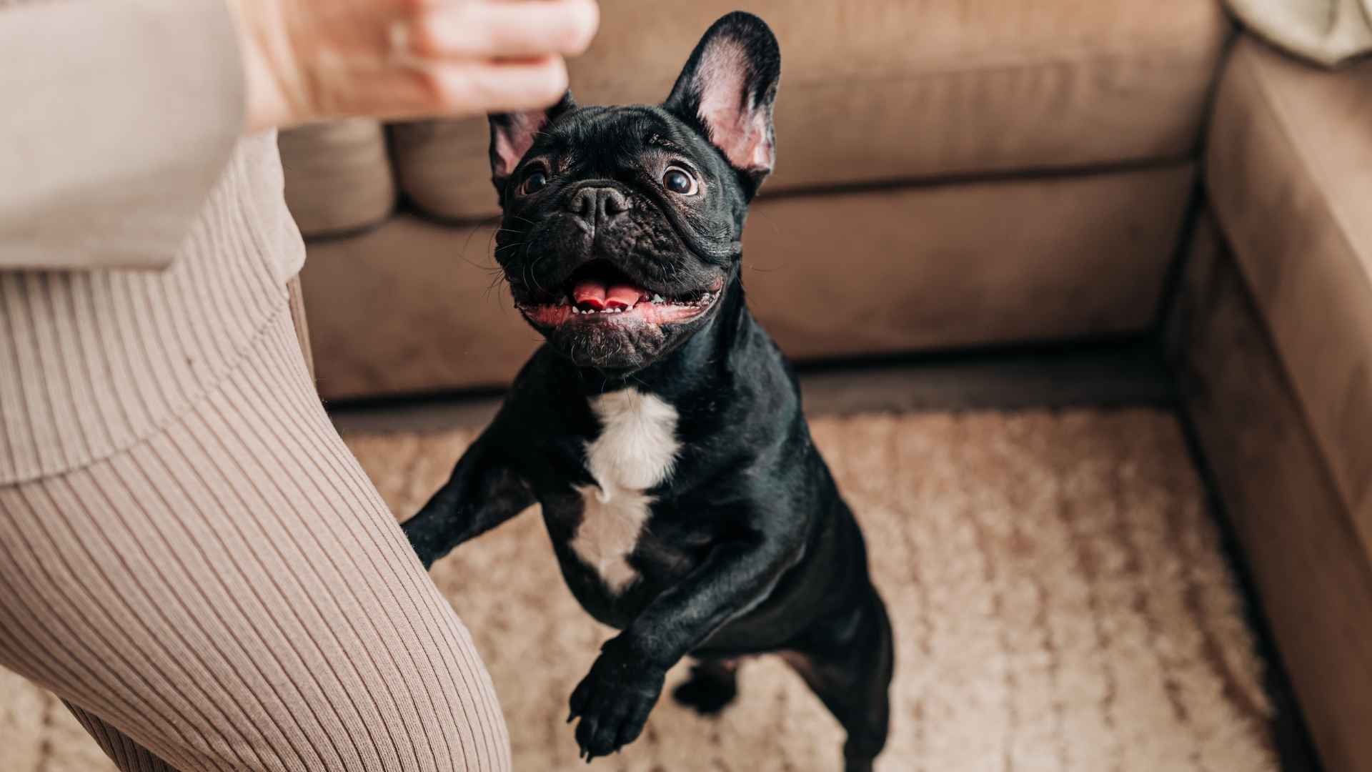 Top 7 Dog Breeds That Live For Love, Loyalty, And Laughter