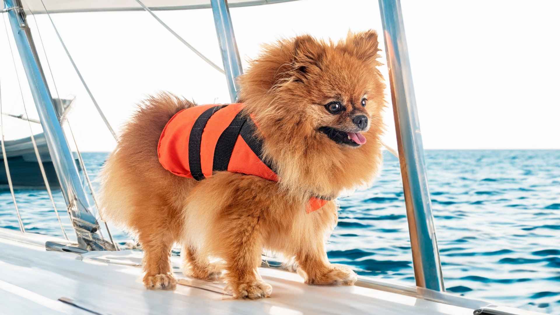 Top 7 Dog Breeds That Love Ferry Rides and Enjoy Being on the Water