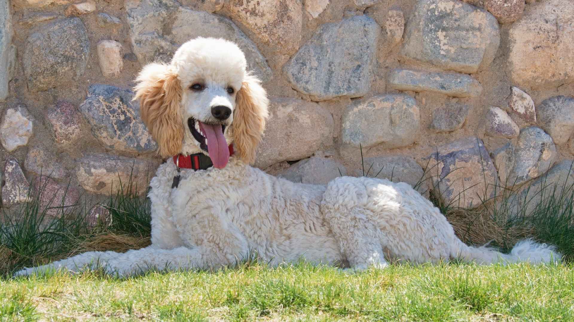 Top 7 Dog Breeds That Master Potty in Days Every Owner Will Love