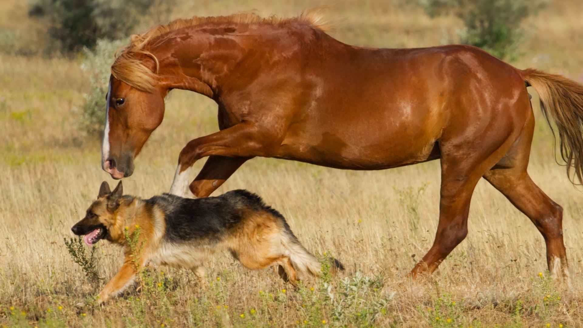 Top 7 Dog Breeds That Run Alongside Horses On Farms