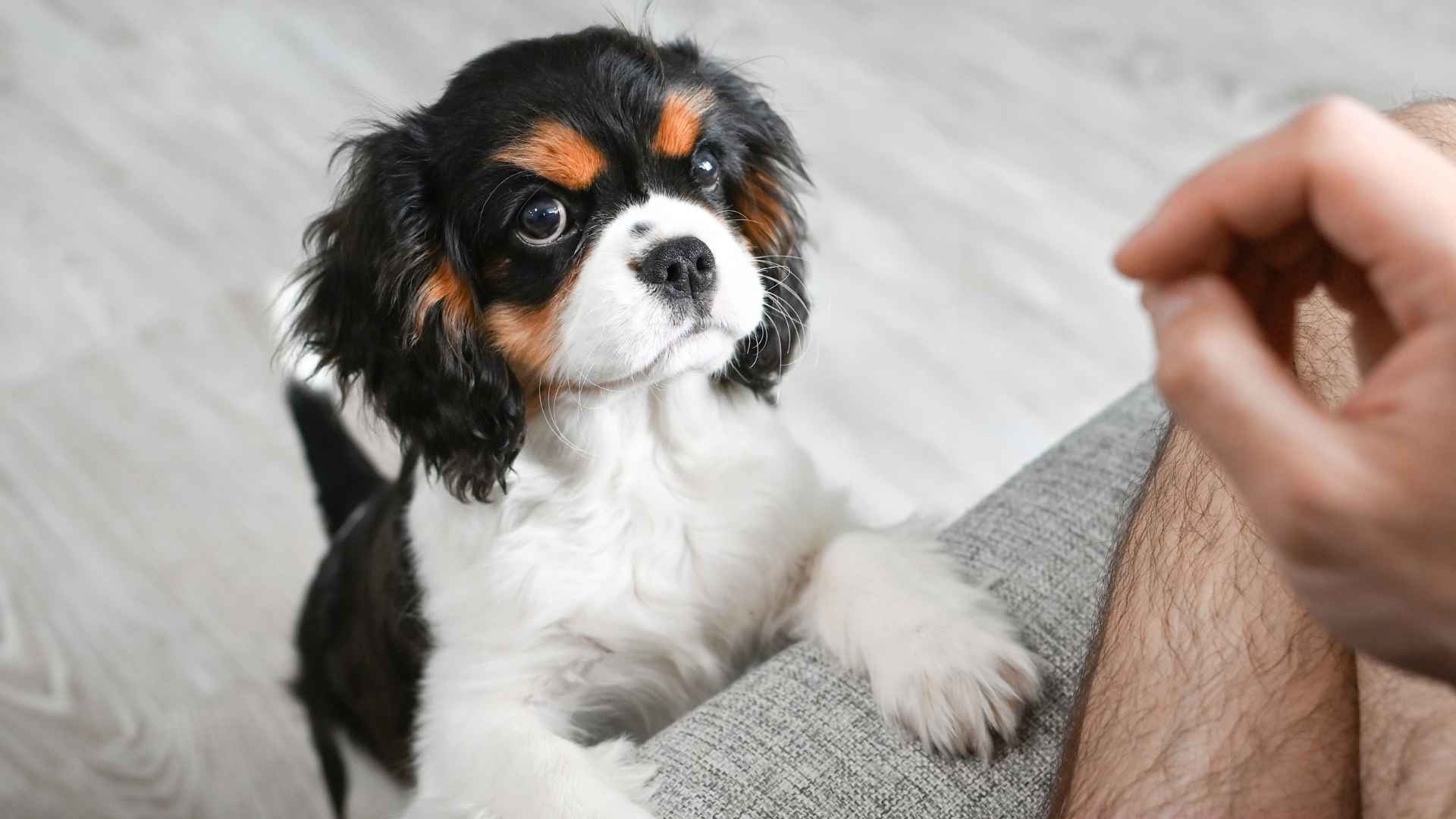 Top 7 Dog Breeds That Will Never Let You Face Life Alone